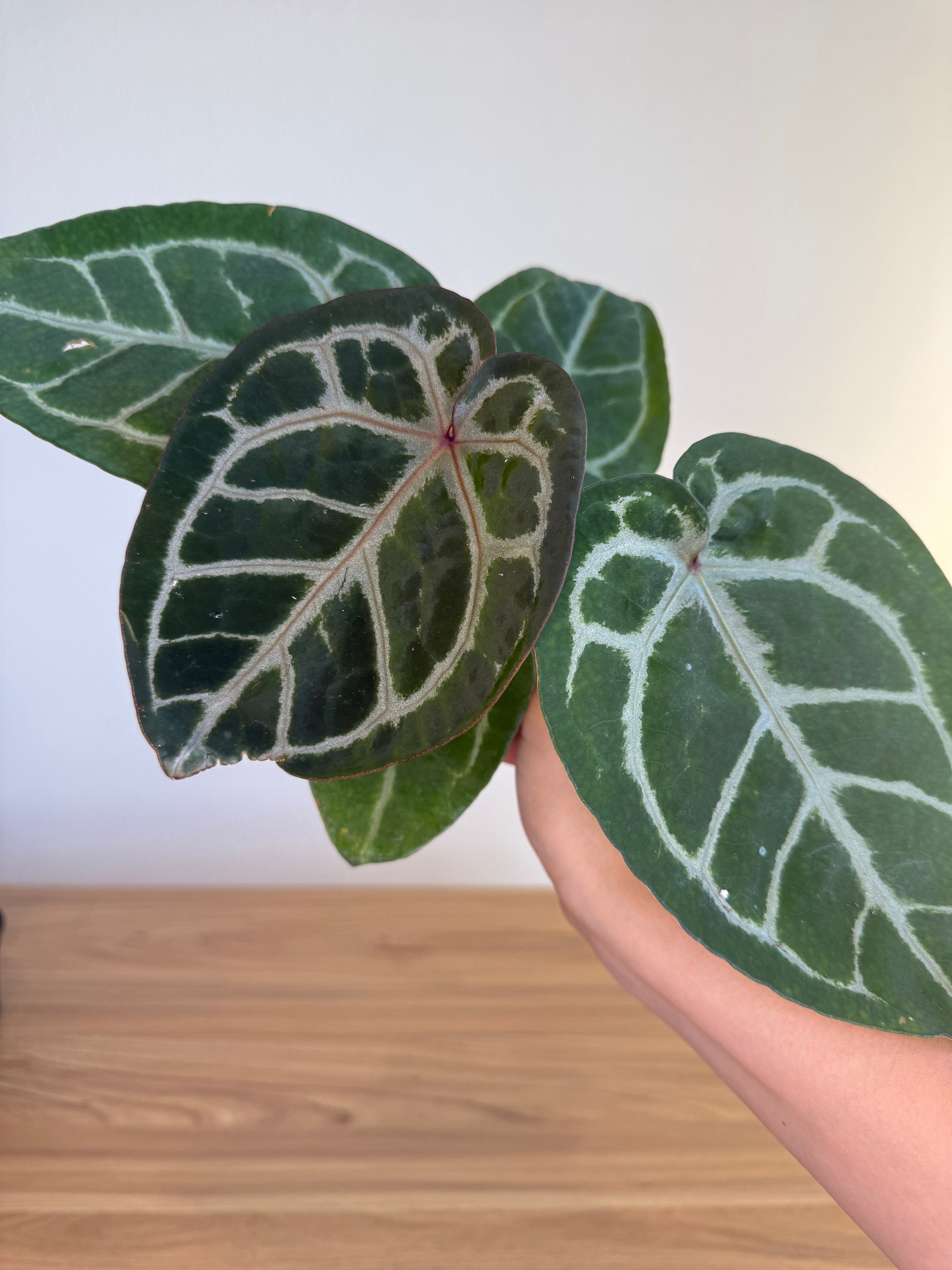 Anthurium Michelle x black velvet