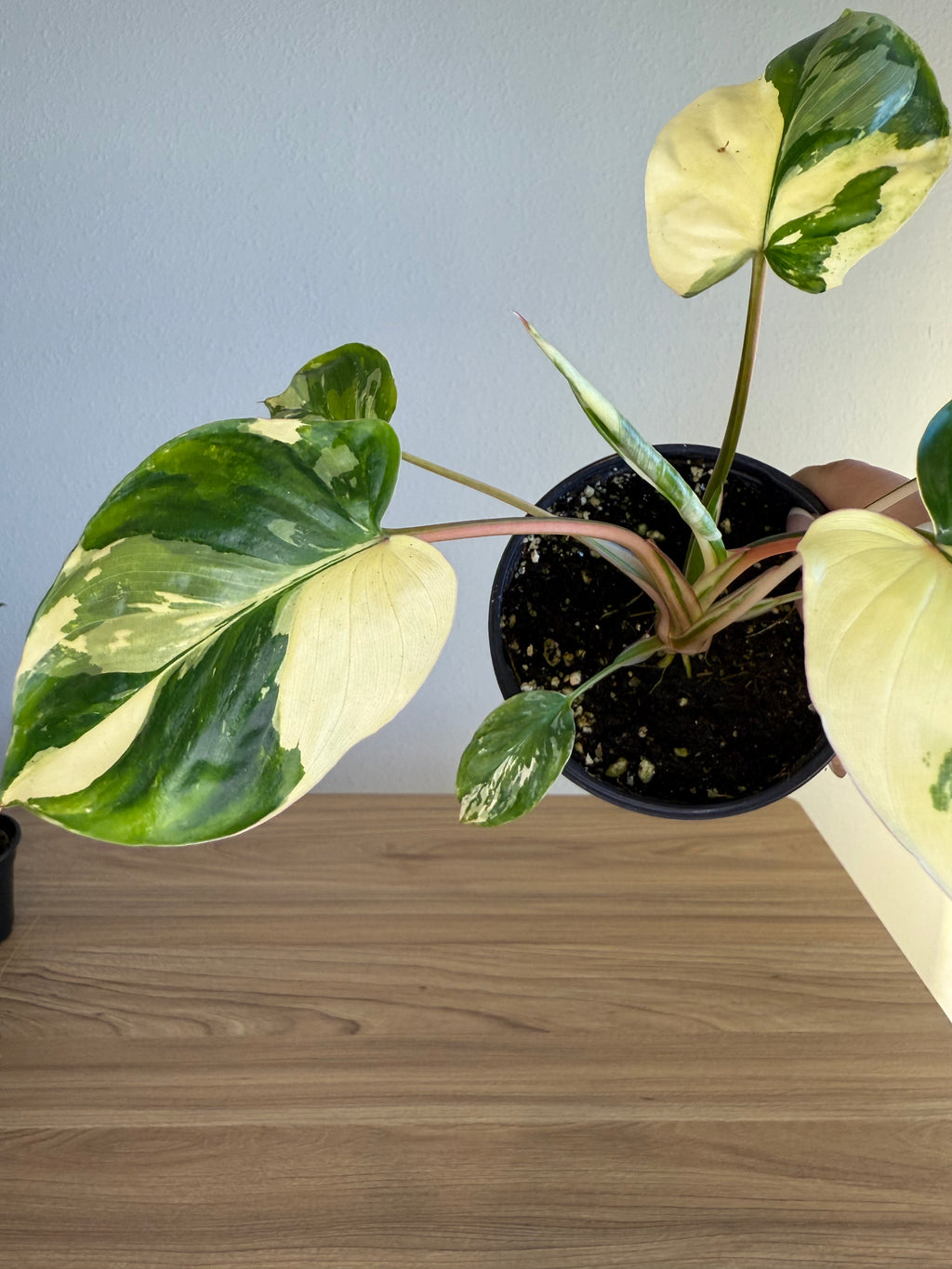 Hamalomena Snow White Var