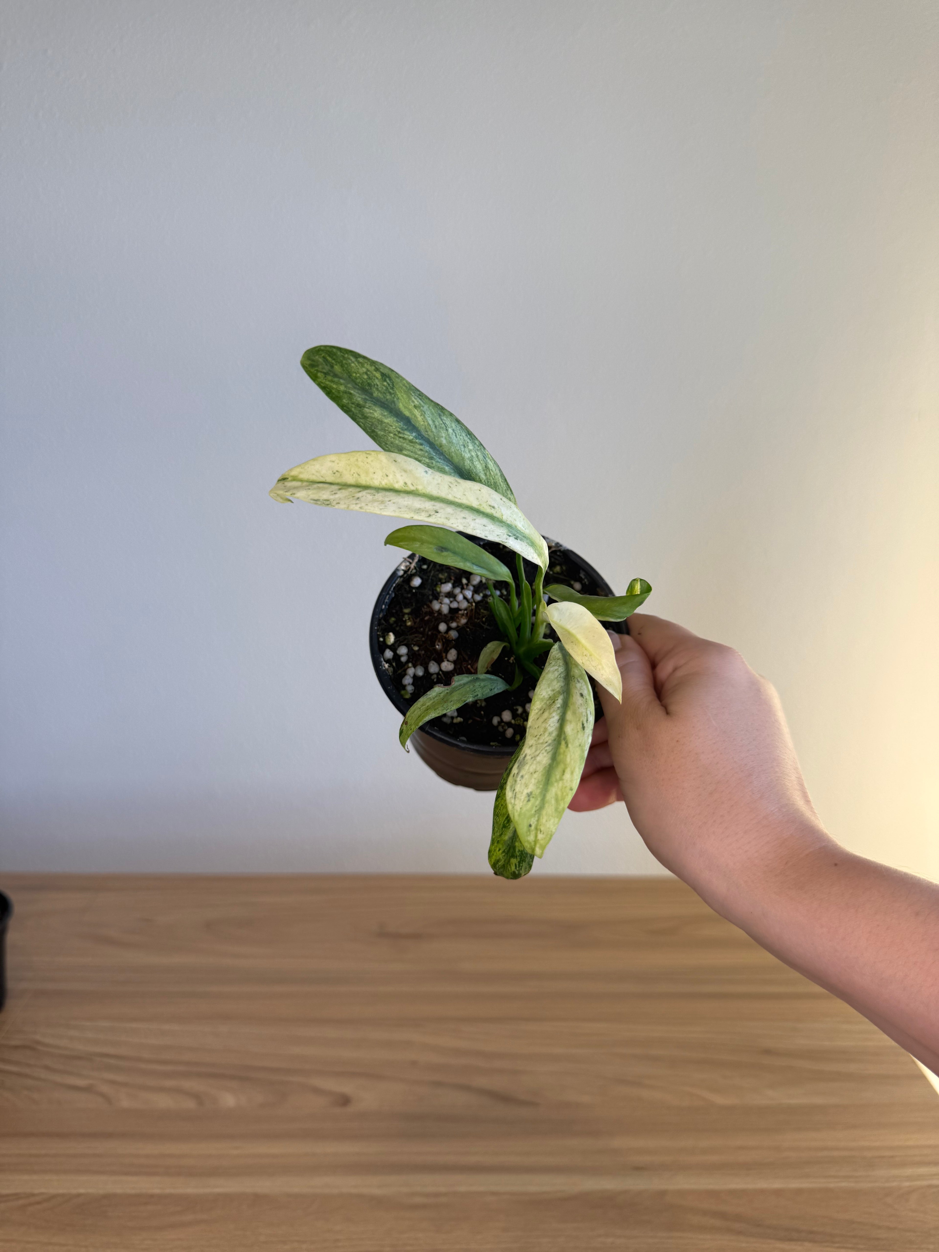 Epipremnum amplissimum Marble