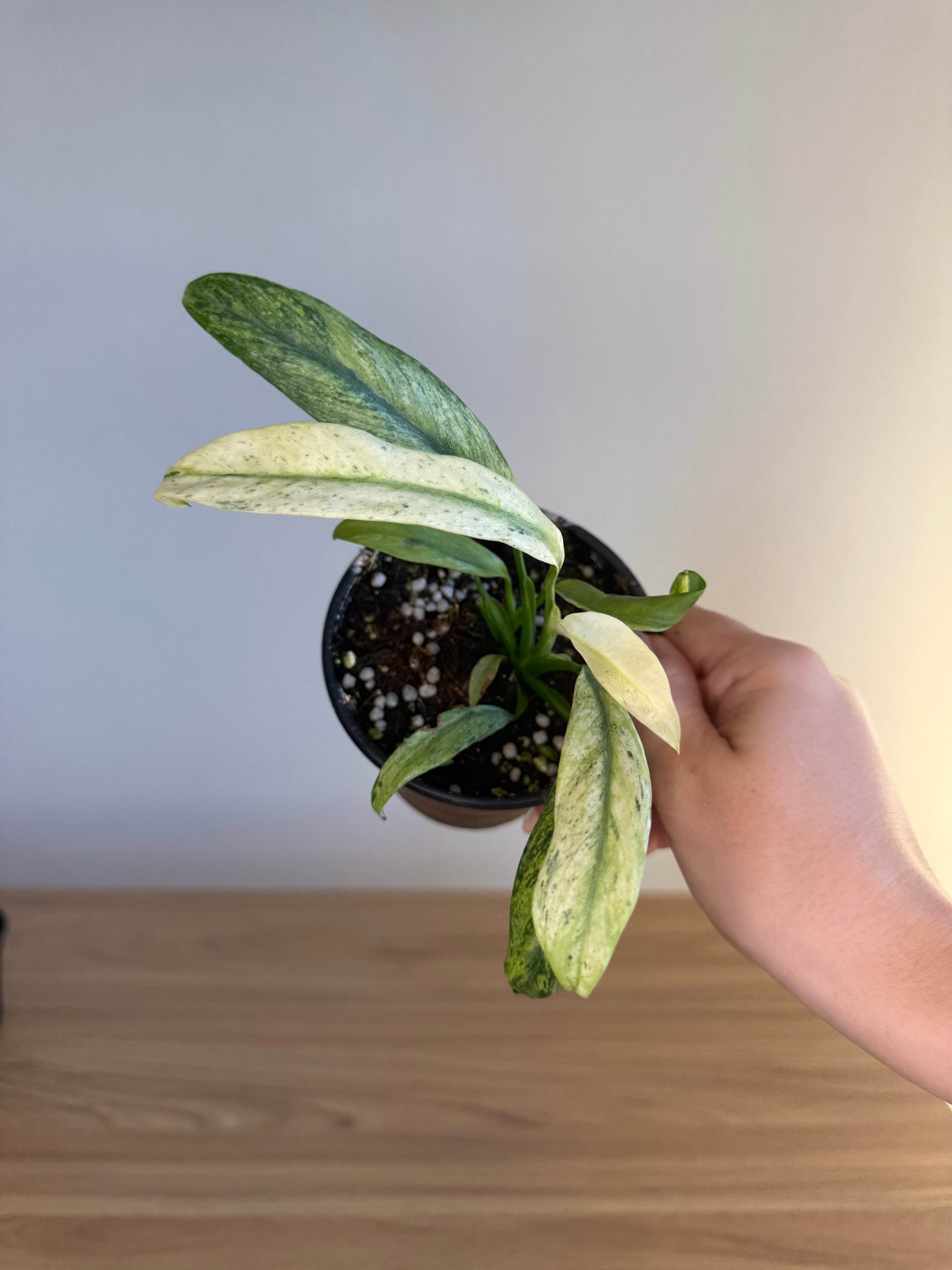 Epipremnum amplissimum Marble