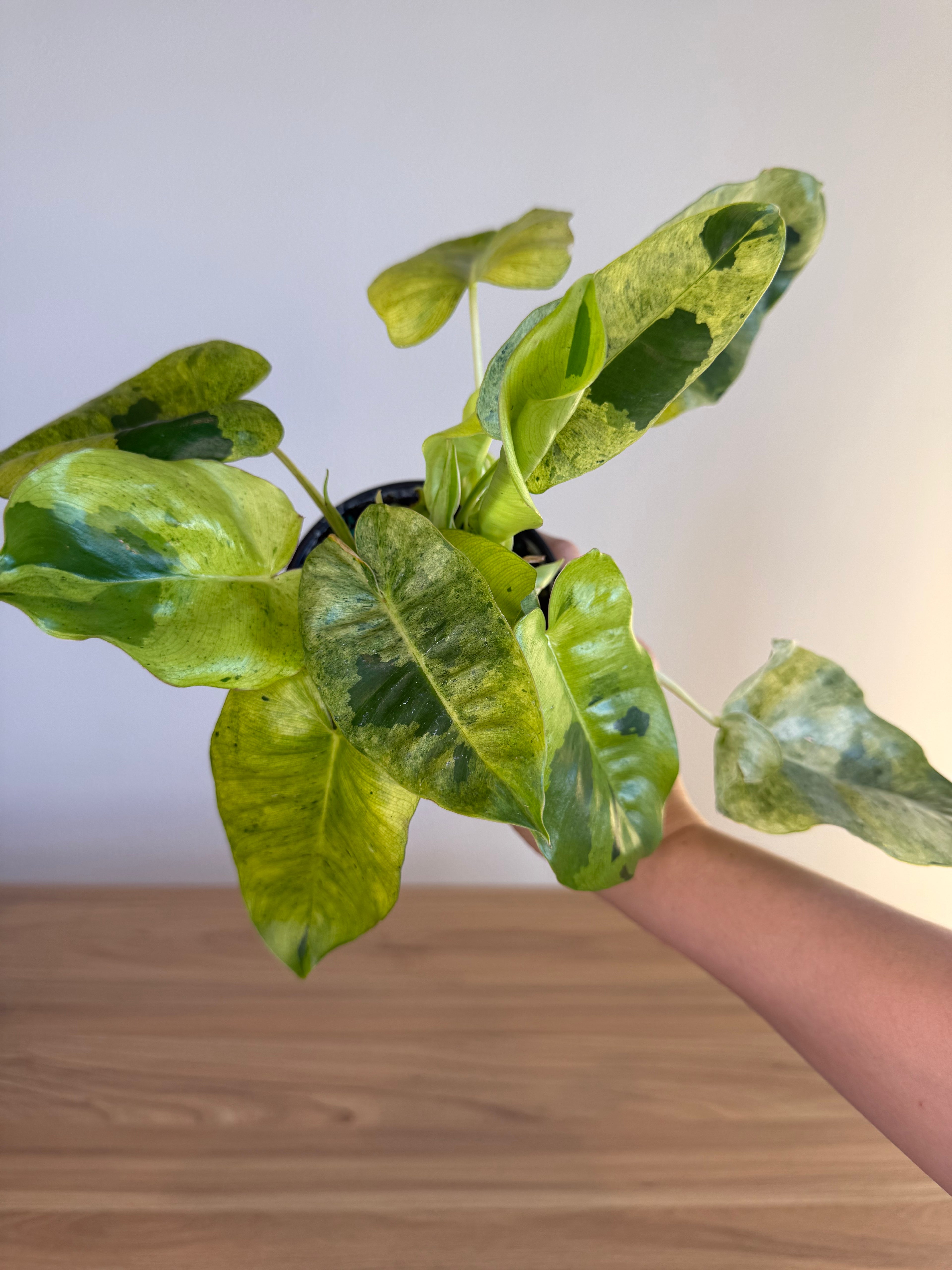 Philodendron Burle Marx mint