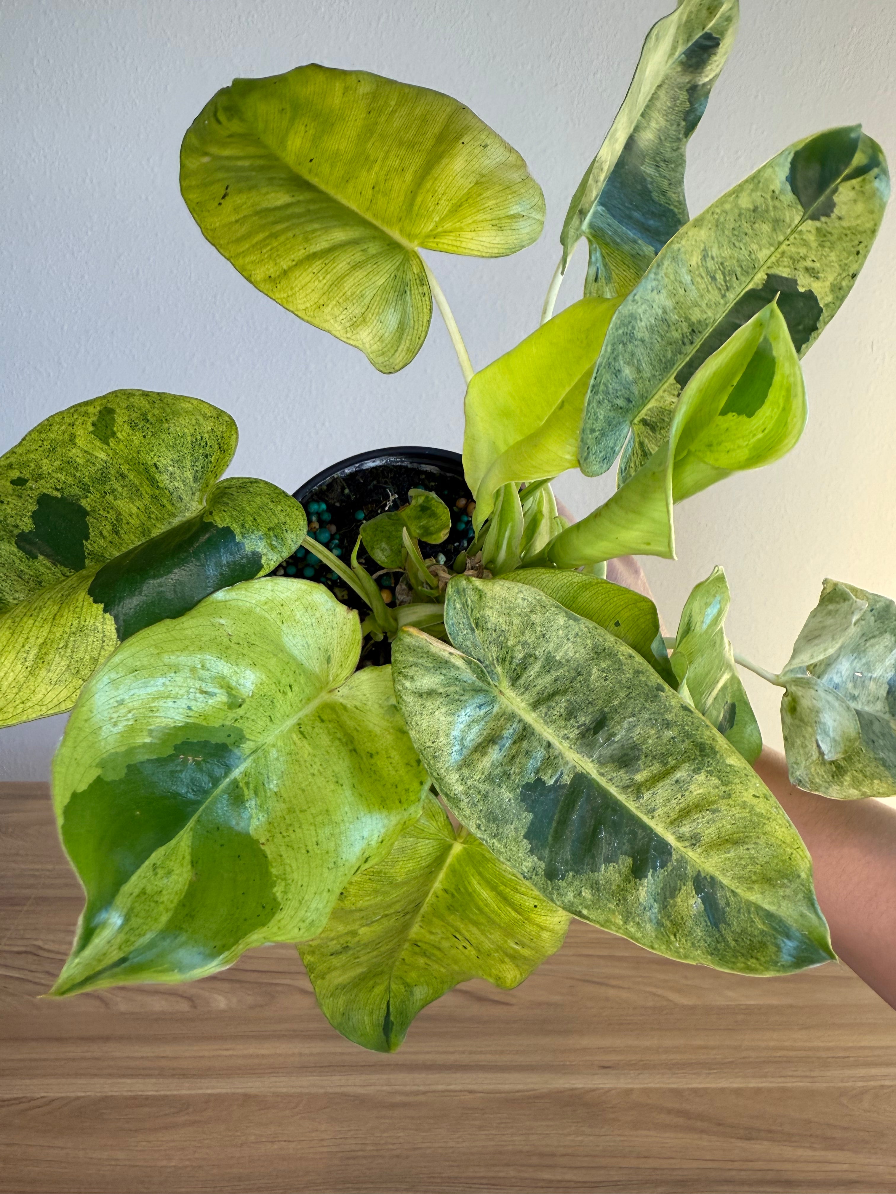 Philodendron Burle Marx mint