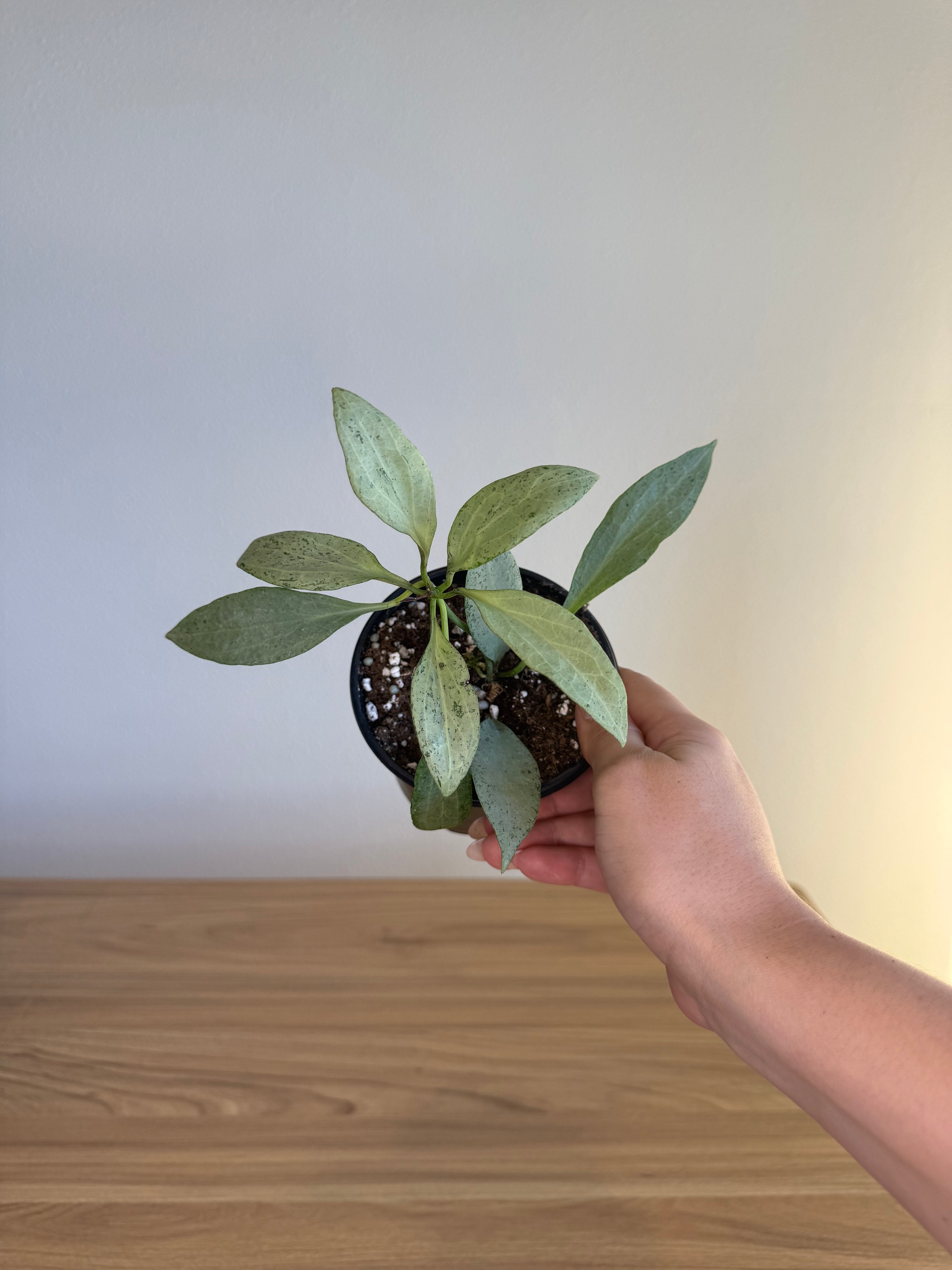 Hoya new guinea ghost