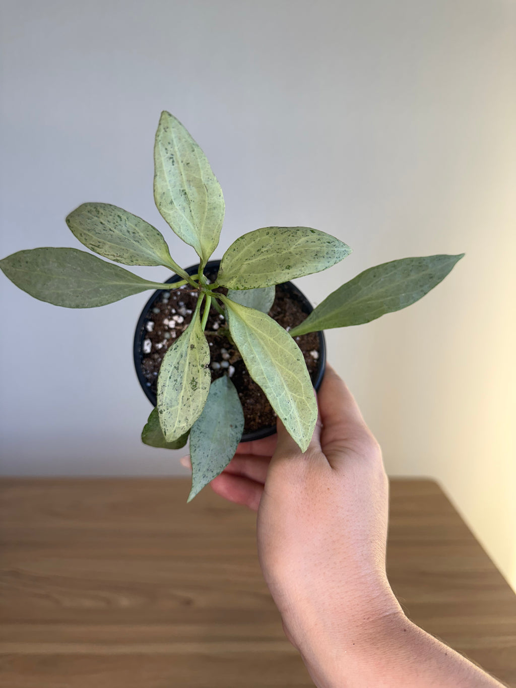 Hoya new guinea ghost