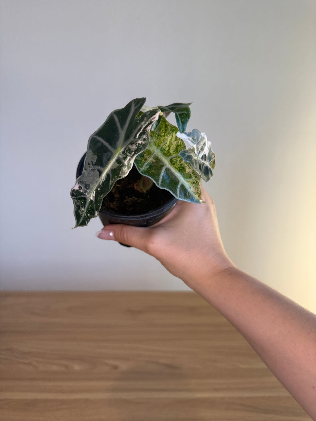 Alocasia amazónica Polly  pink