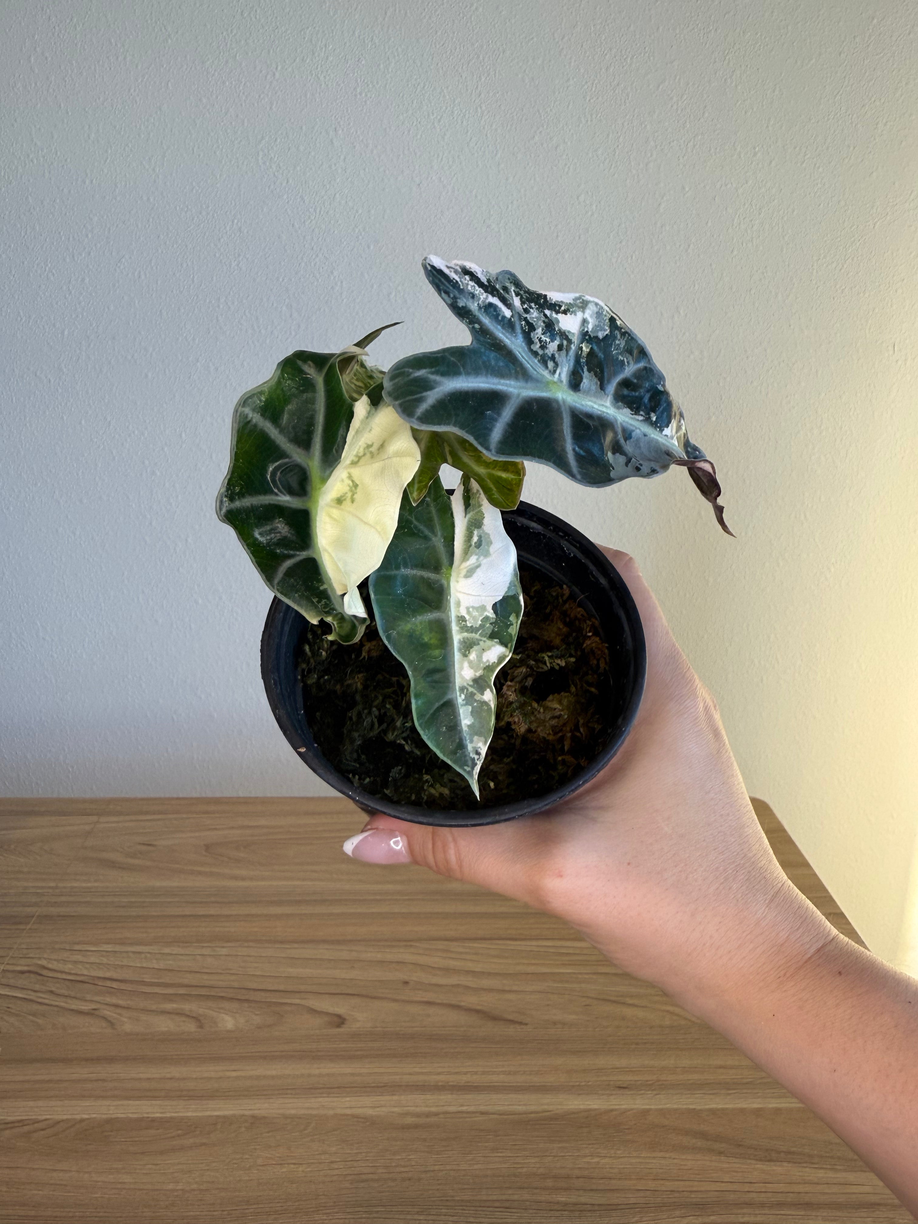 Alocasia amazónica Polly  pink