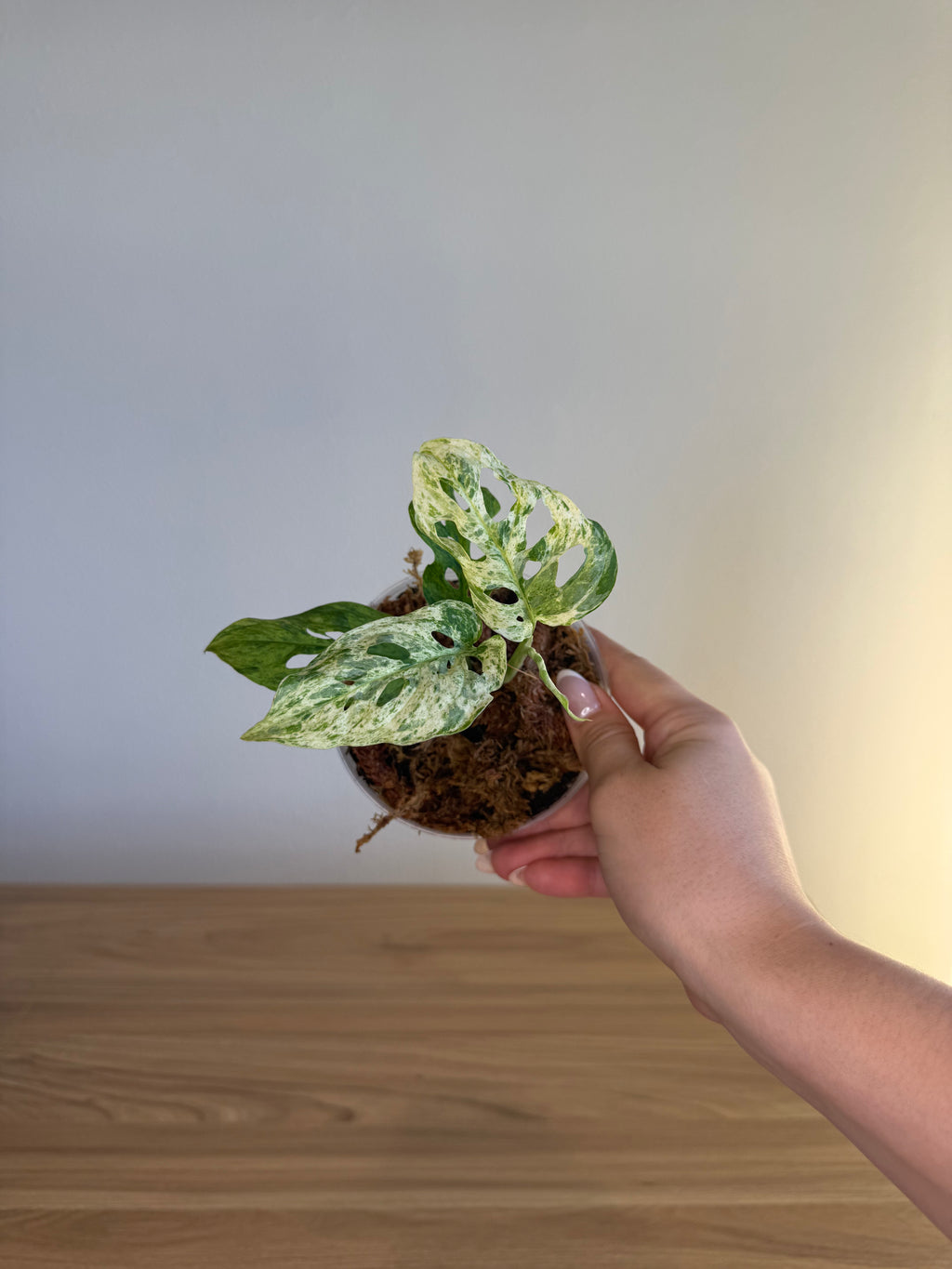 Monstera adansonii Frozen Freckles
