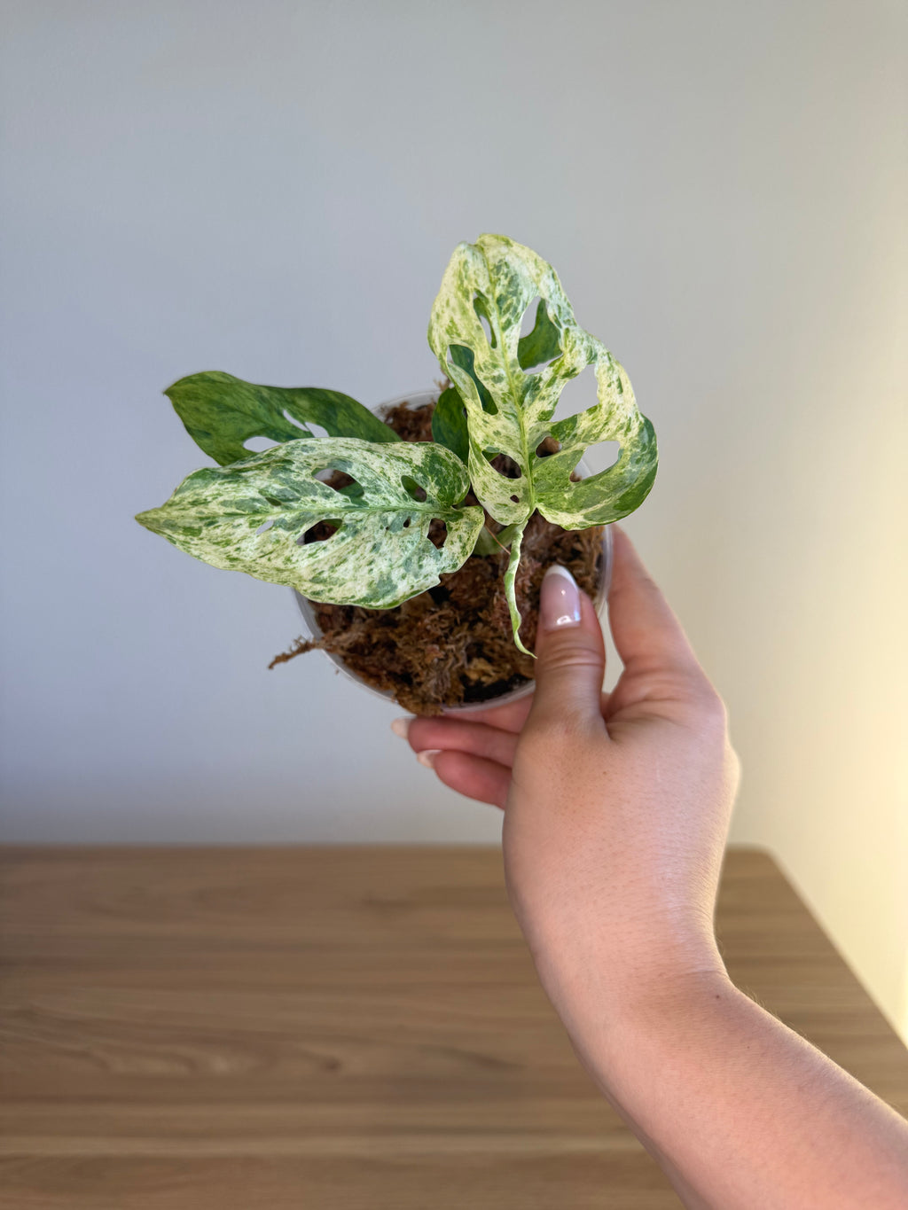 Monstera adansonii Frozen Freckles