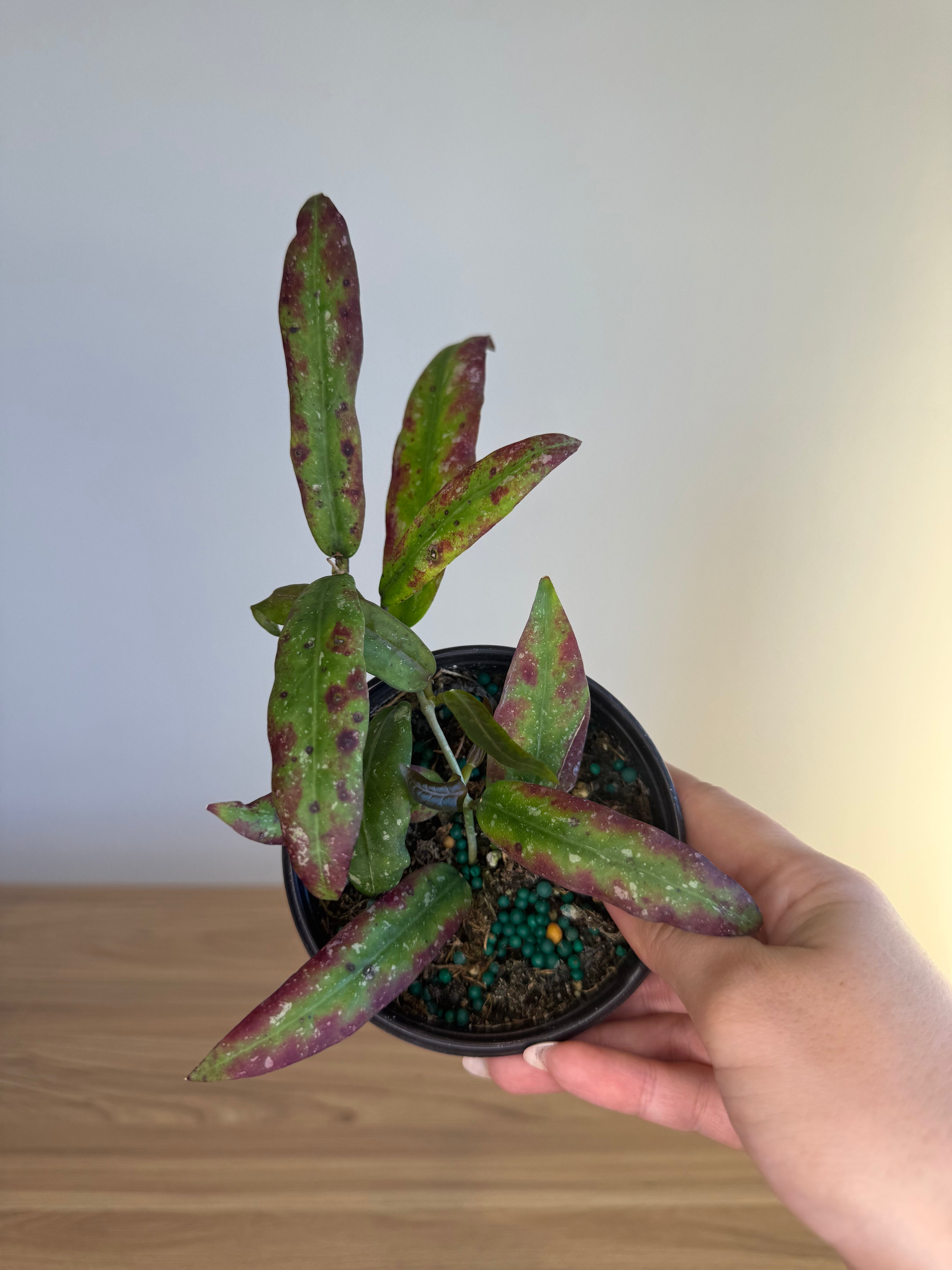 Hoya Carnosa splash sunstress