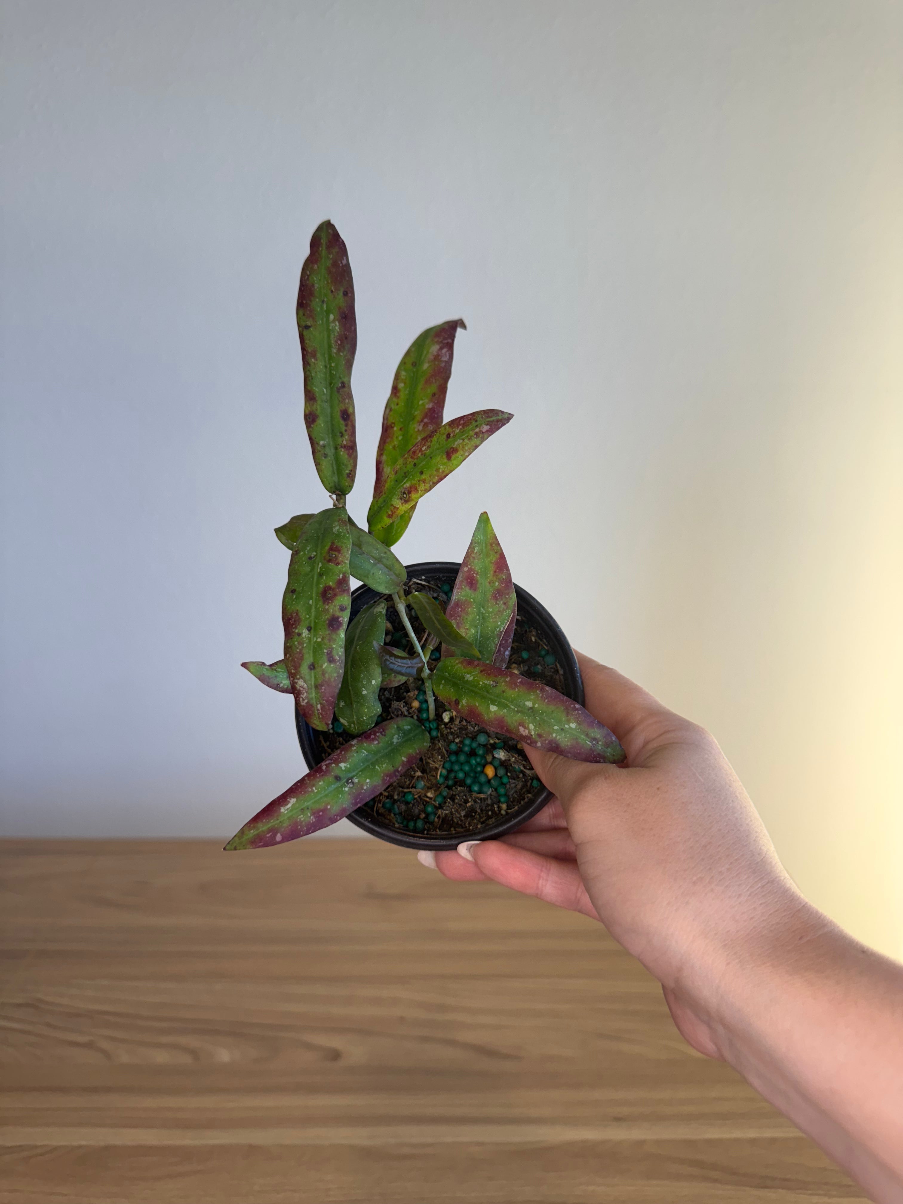 Hoya Carnosa splash sunstress