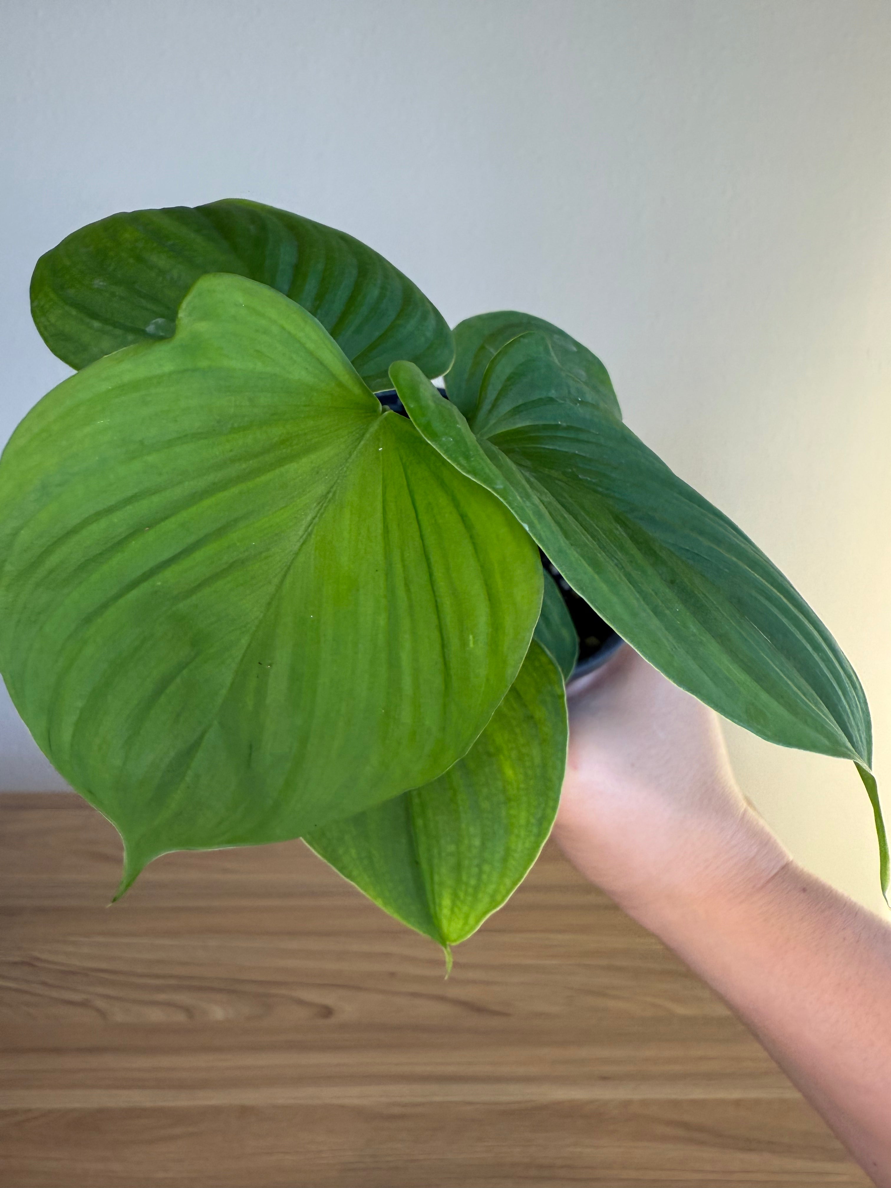 Philodendron Peru