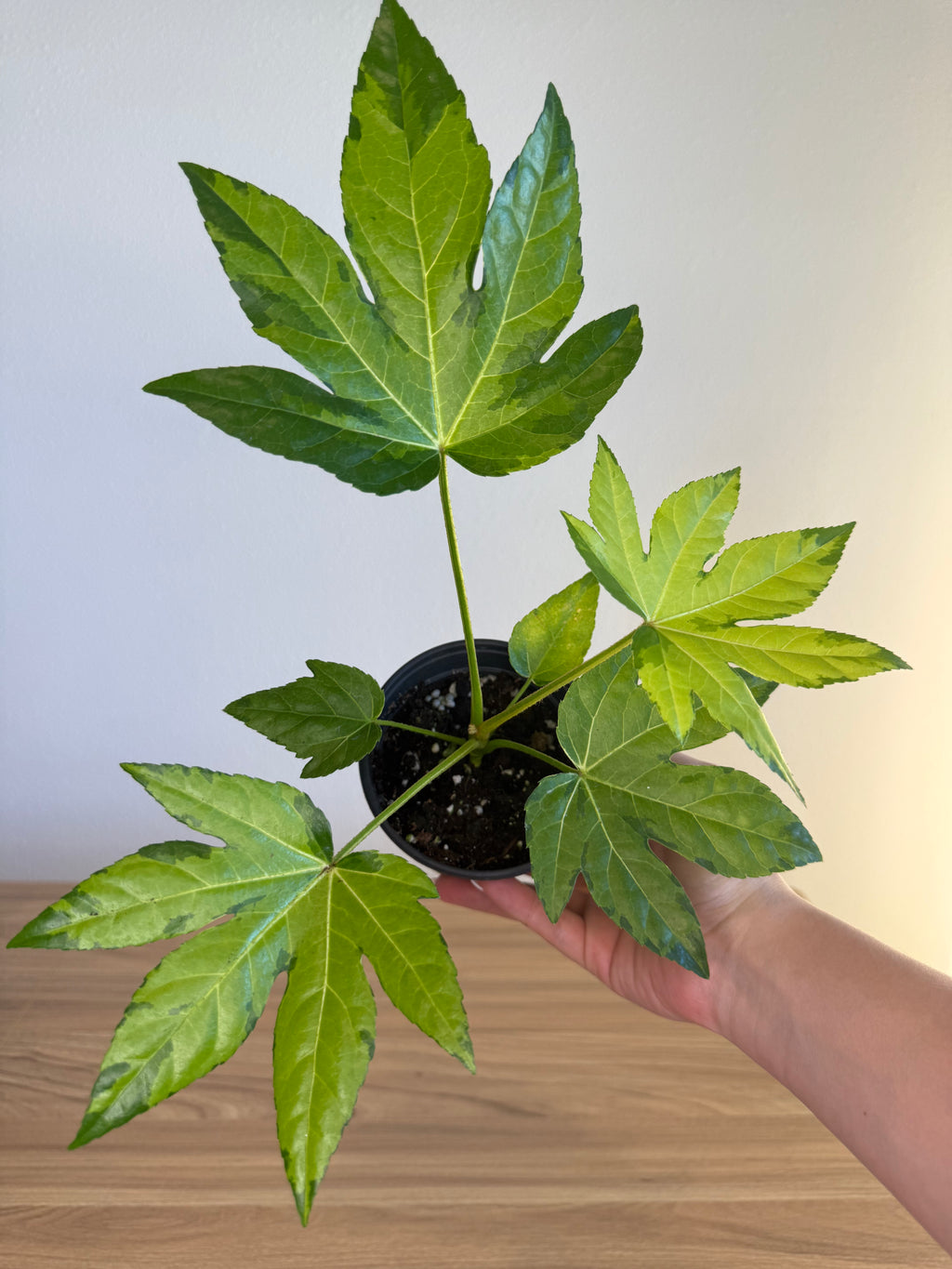 Fatsia Japonica Var - Camouflage