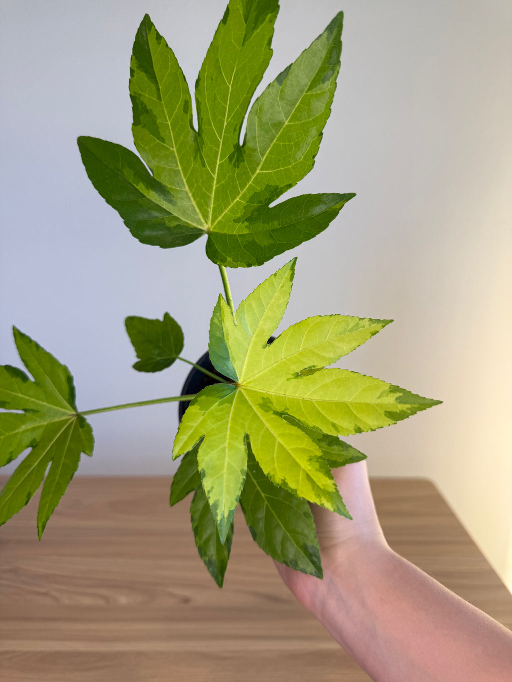 Fatsia Japonica Var - Camouflage