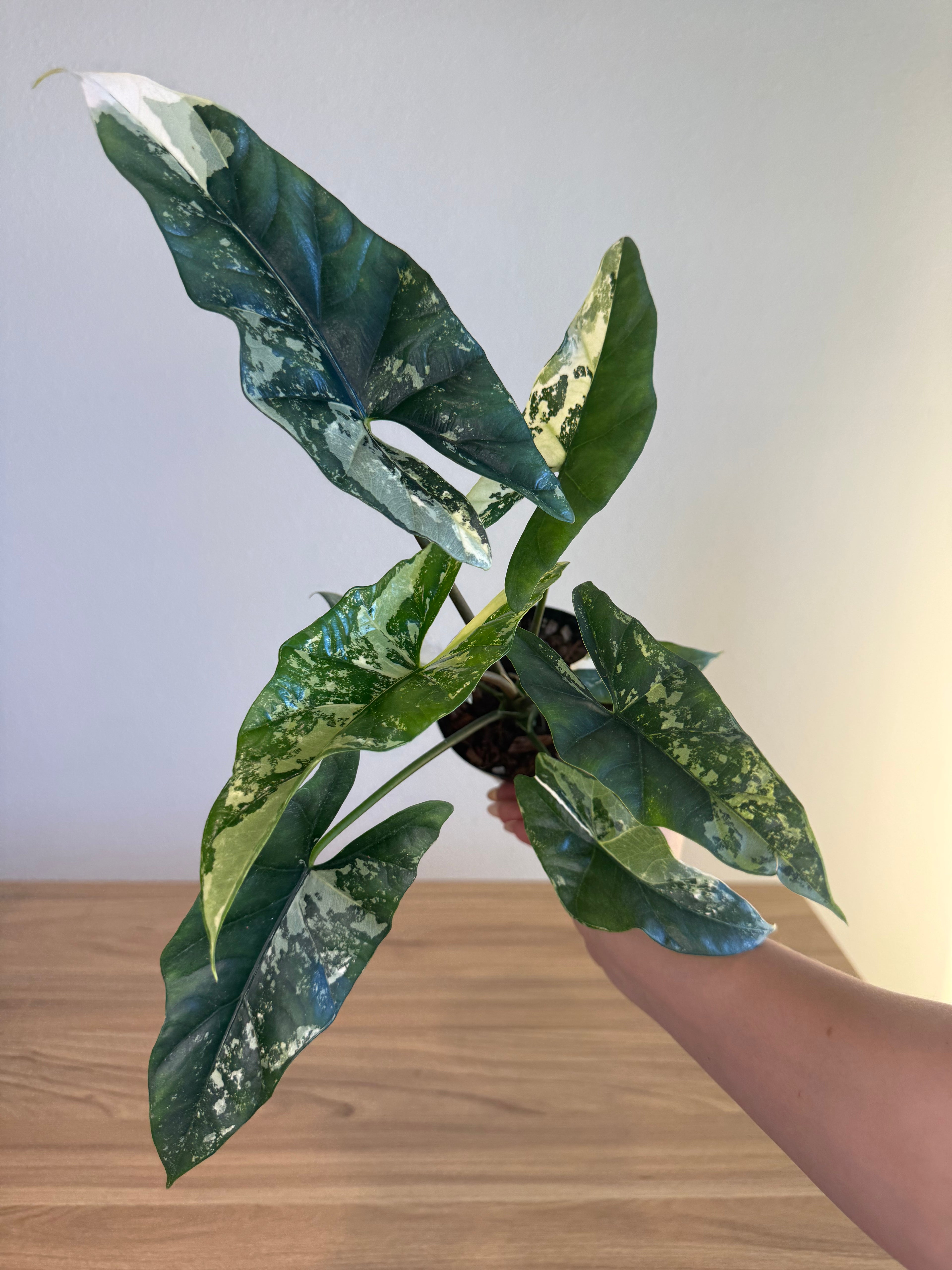 Alocasia Simpo Albo