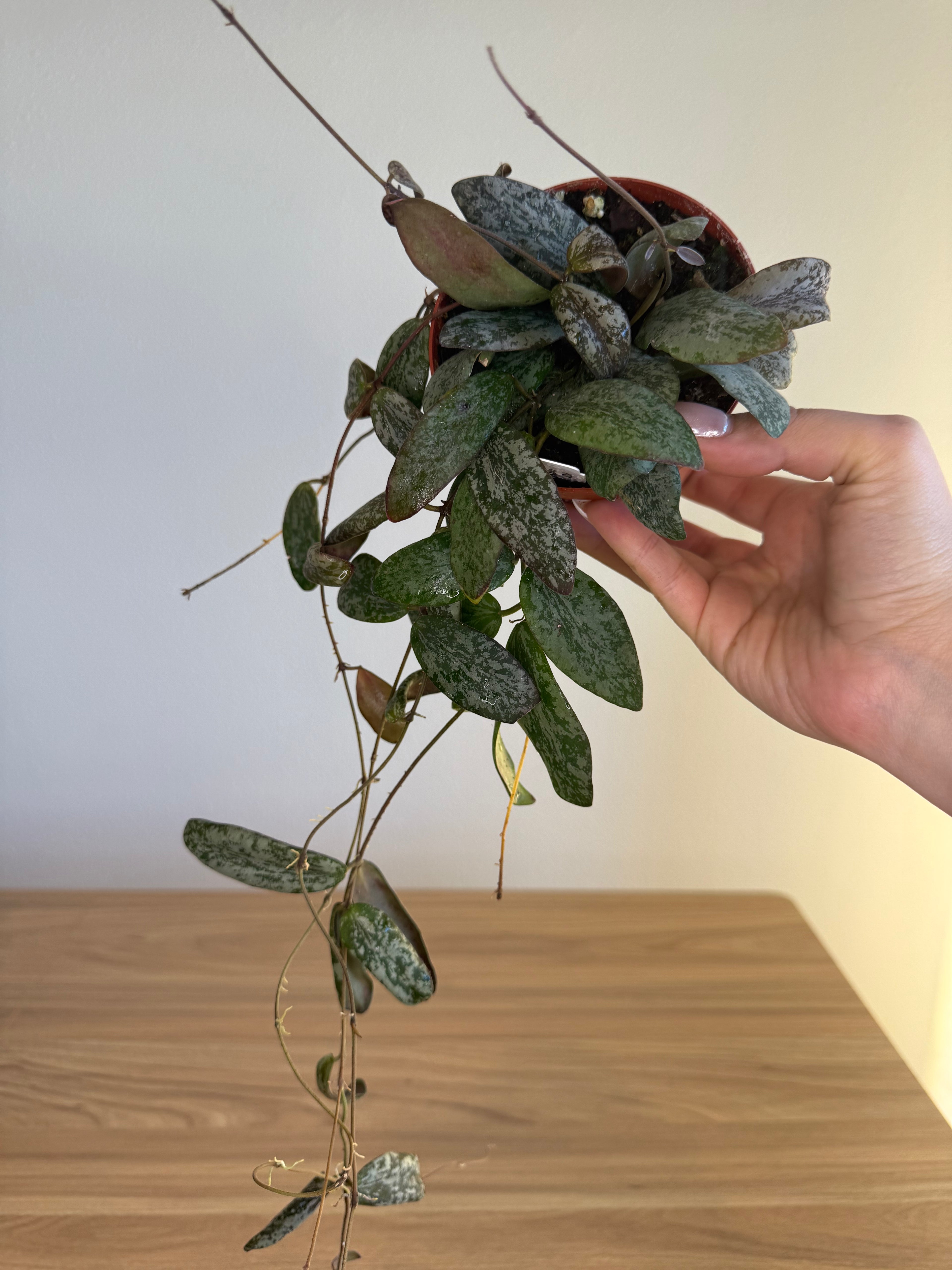 Hoya Sigitallis silver