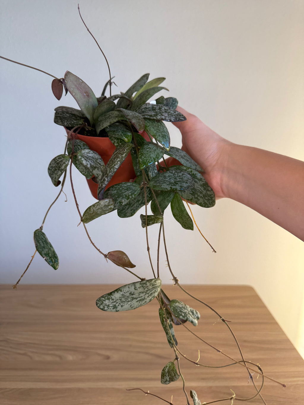 Hoya Sigitallis silver