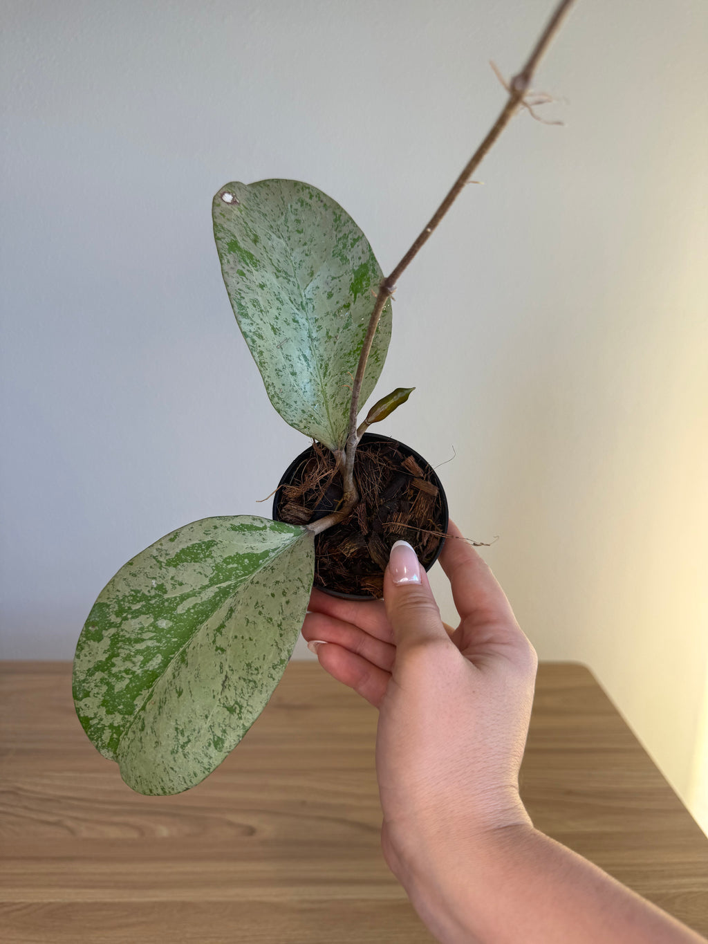 Hoya Michelle silver