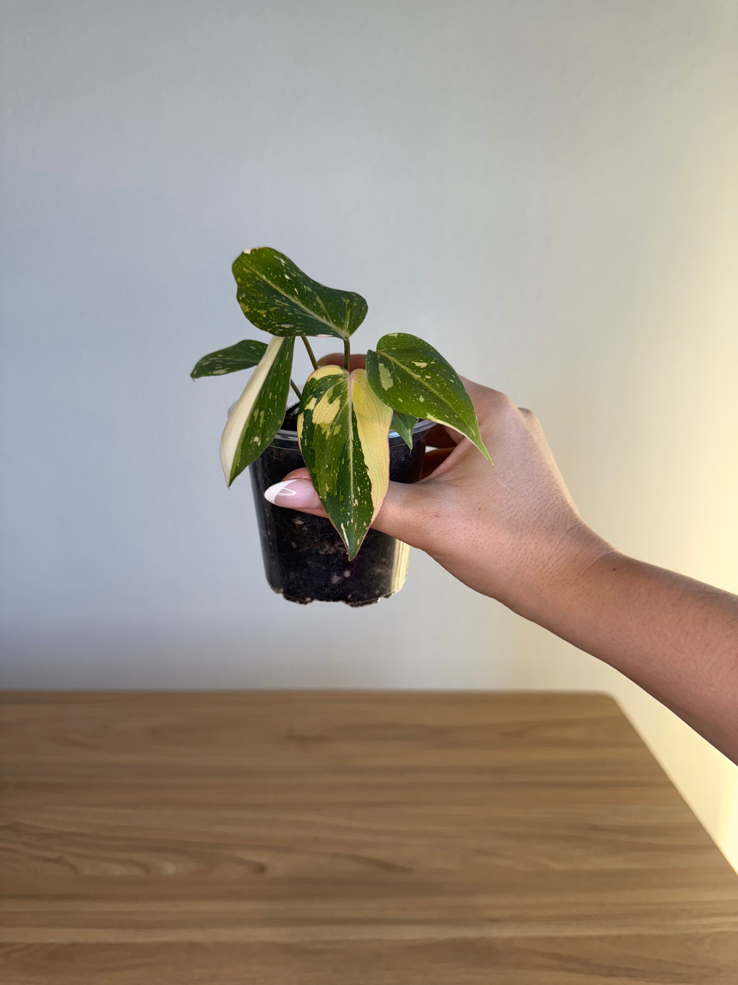 Philodendron gloriosum variegated