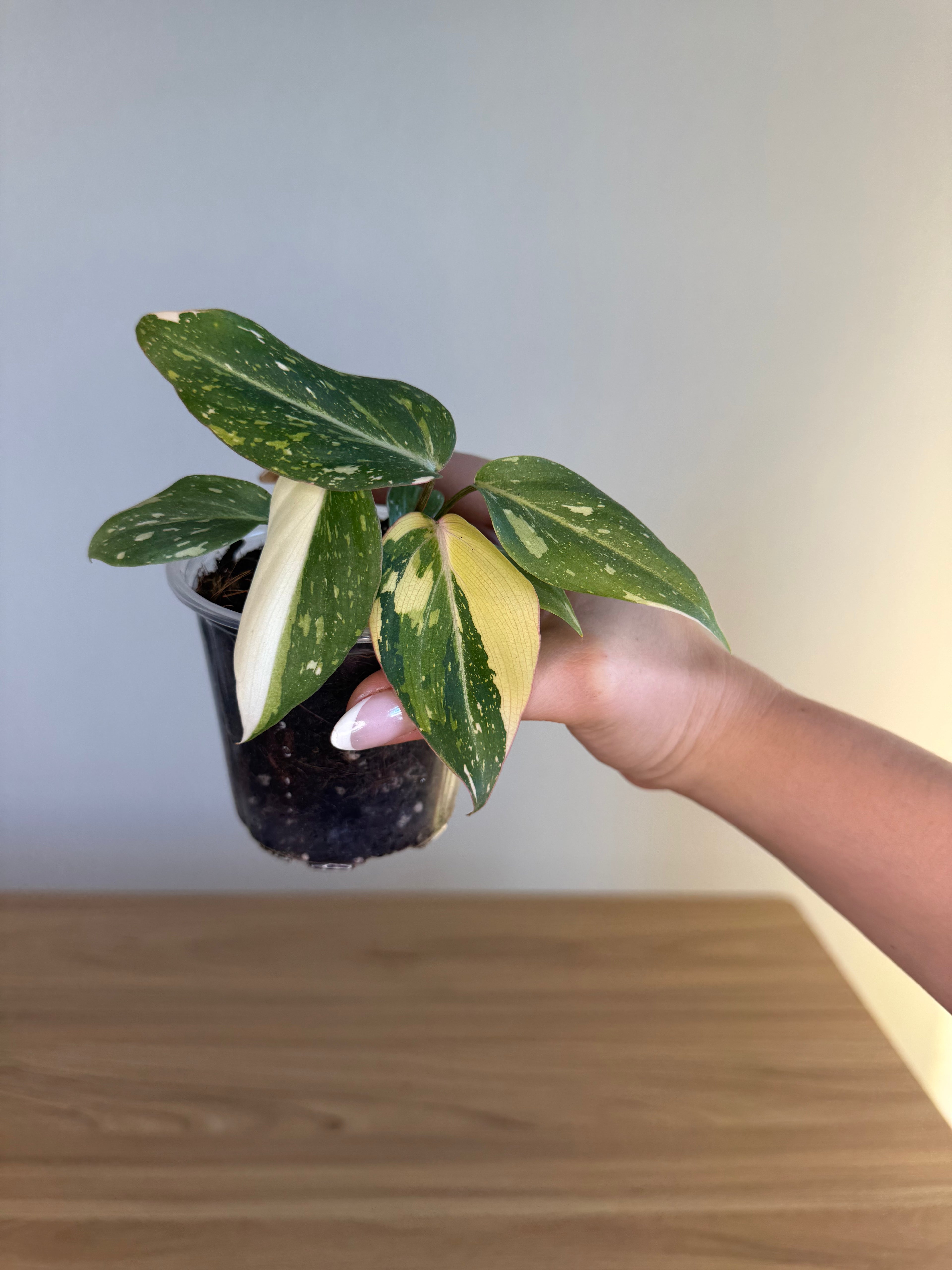 Philodendron gloriosum variegated