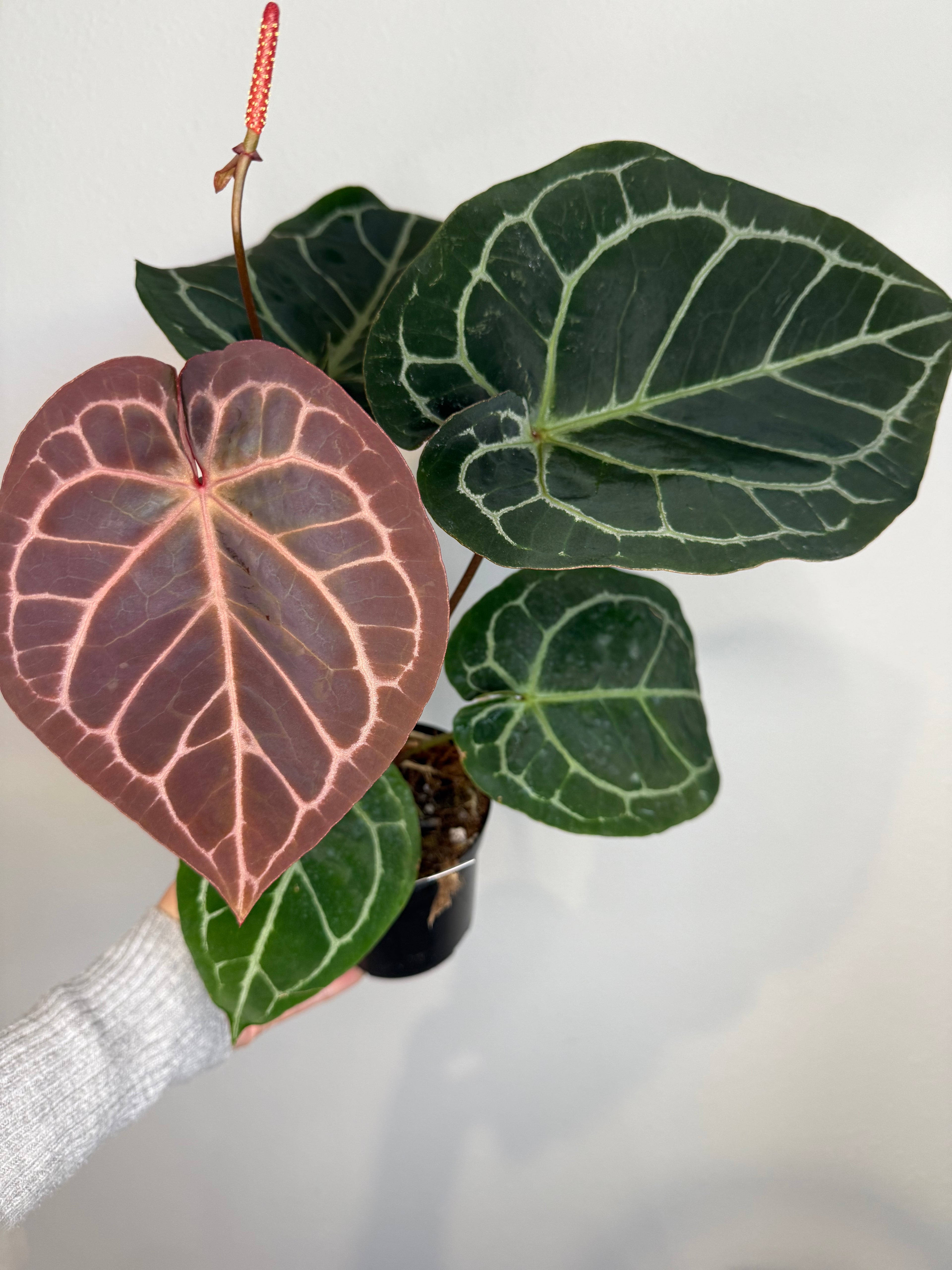 Anthurium RC X Dorayaki