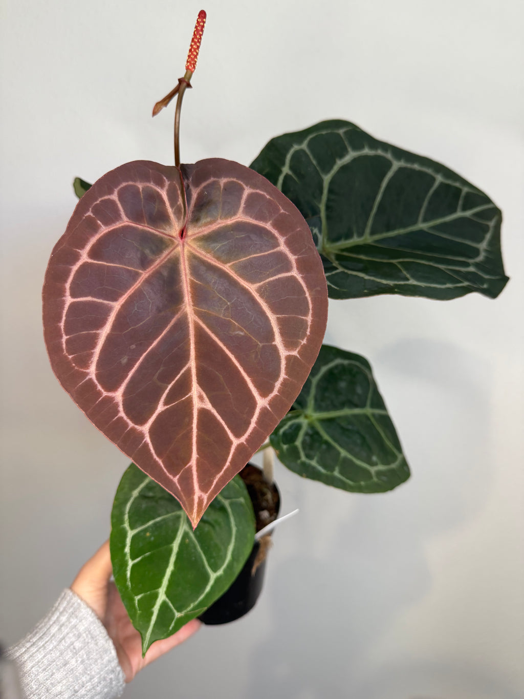 Anthurium RC X Dorayaki