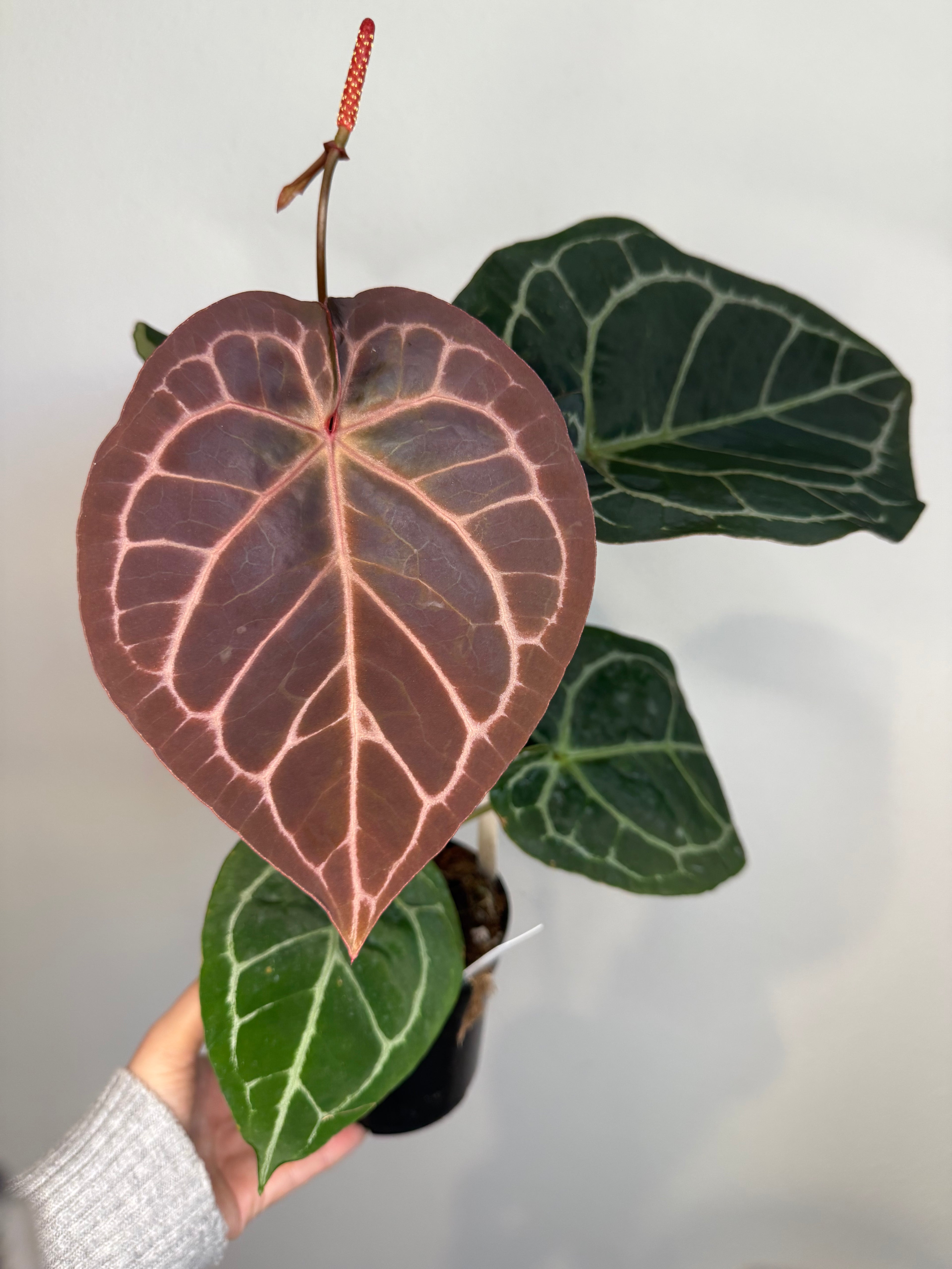 Anthurium RC X Dorayaki