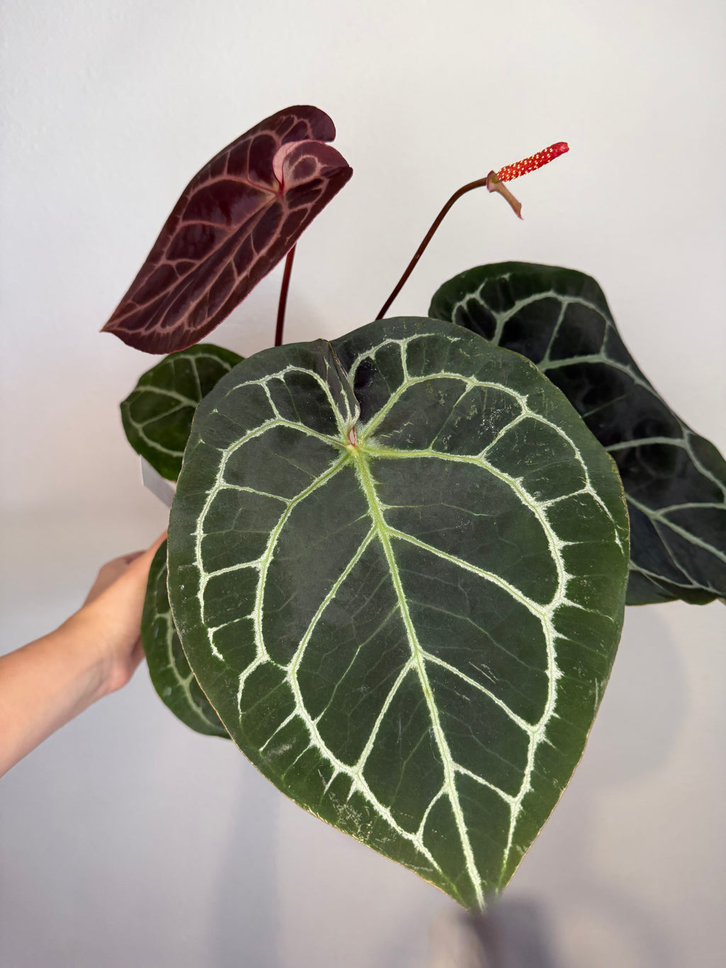 Anthurium RC X Dorayaki