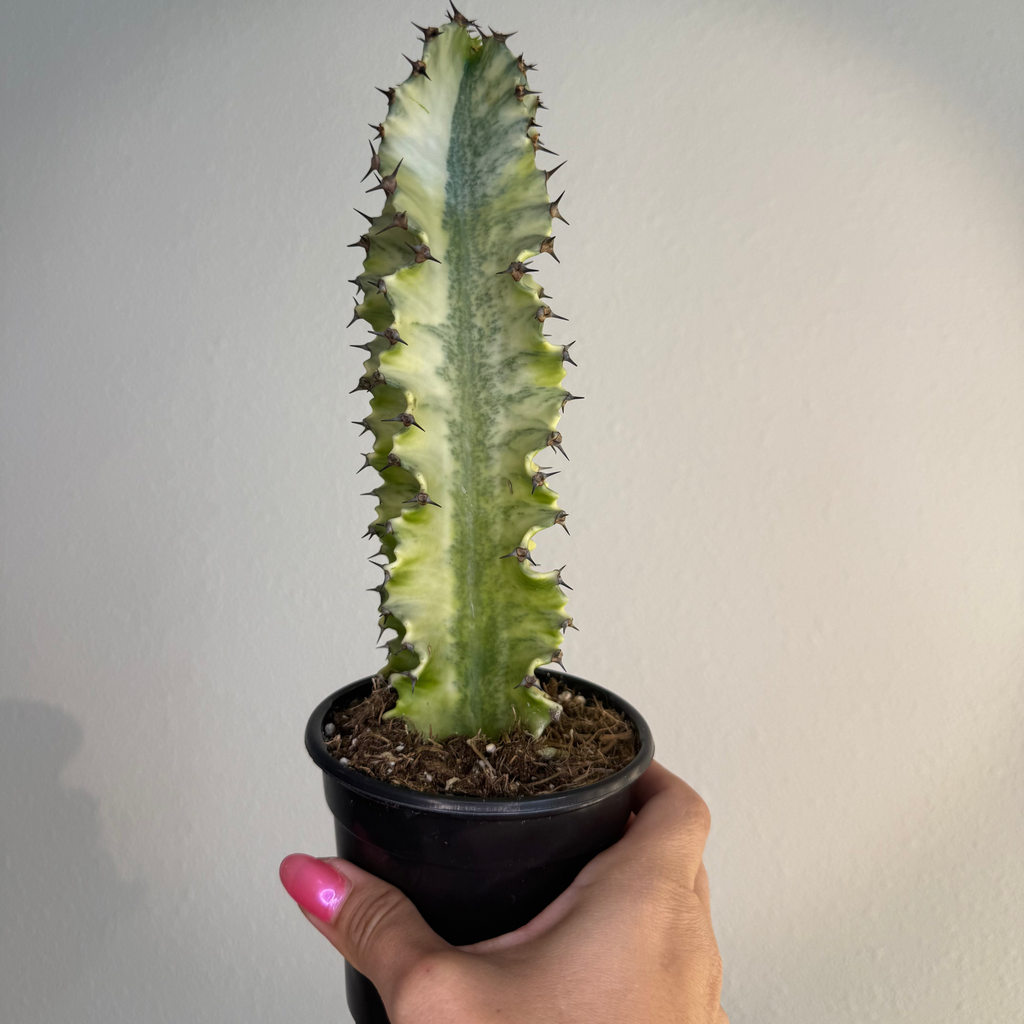 Euphorbia Ammak “ Candelabra var “