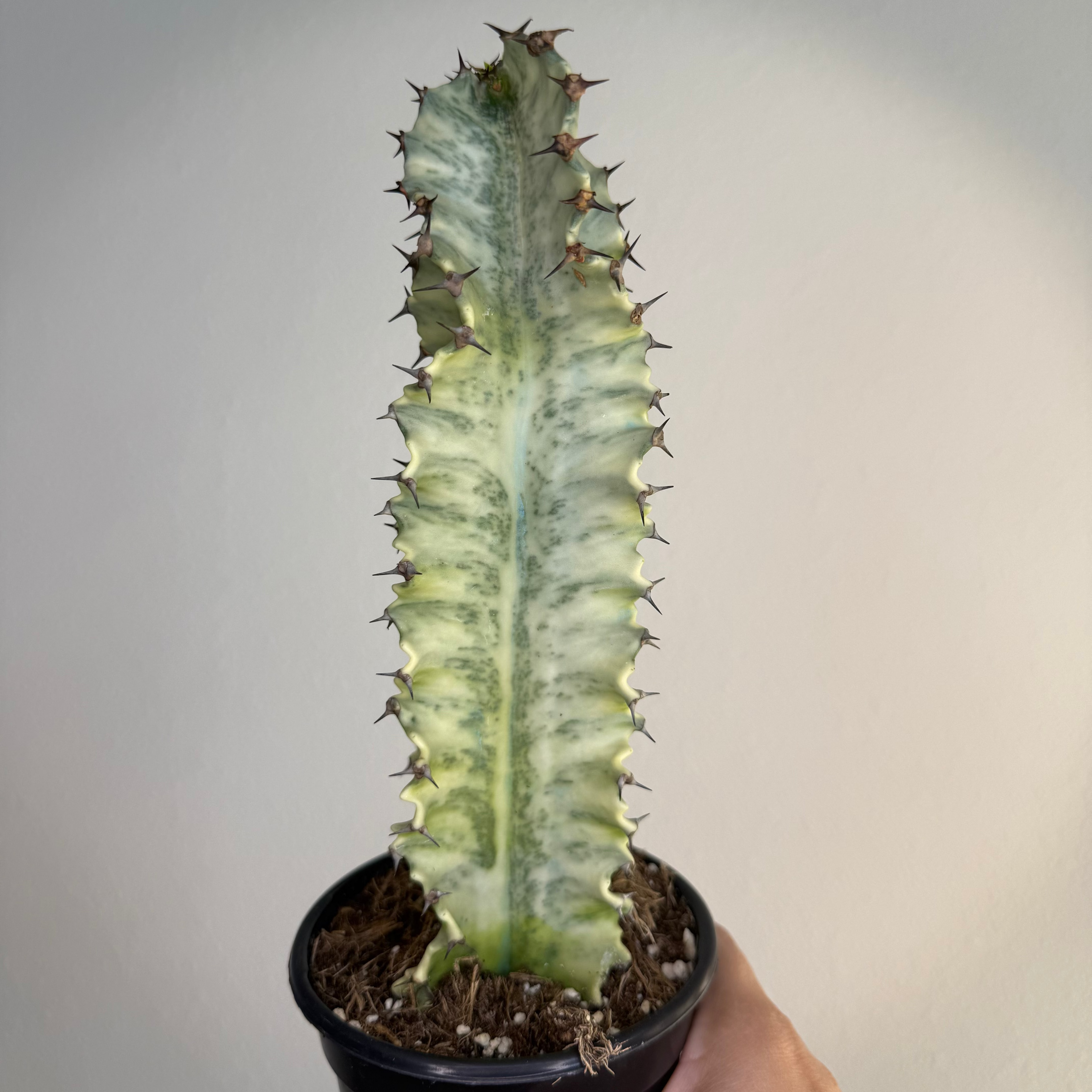 Euphorbia Ammak “ Candelabra var “