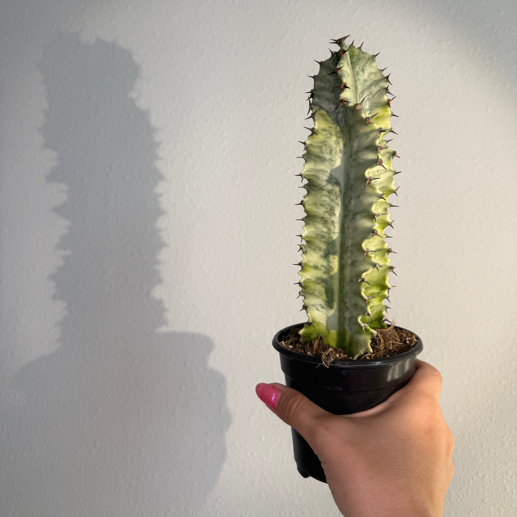 Euphorbia Ammak “ Candelabra var “