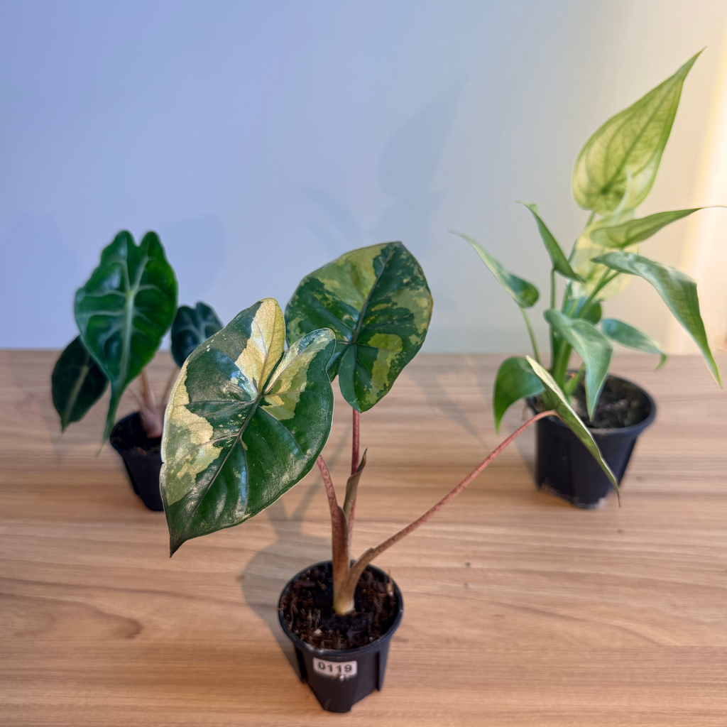Alocasia Collectors Bundle