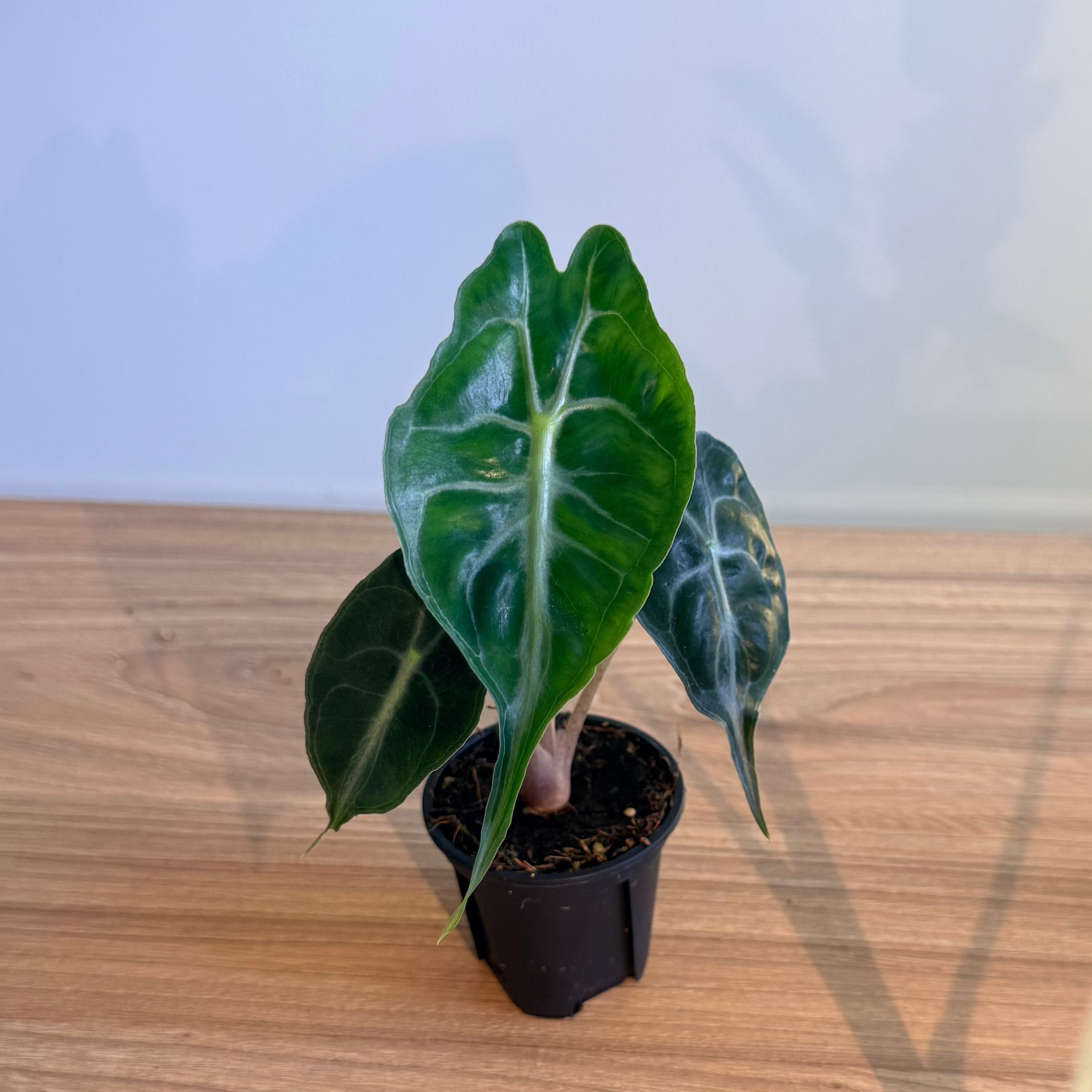 Alocasia Collectors Bundle