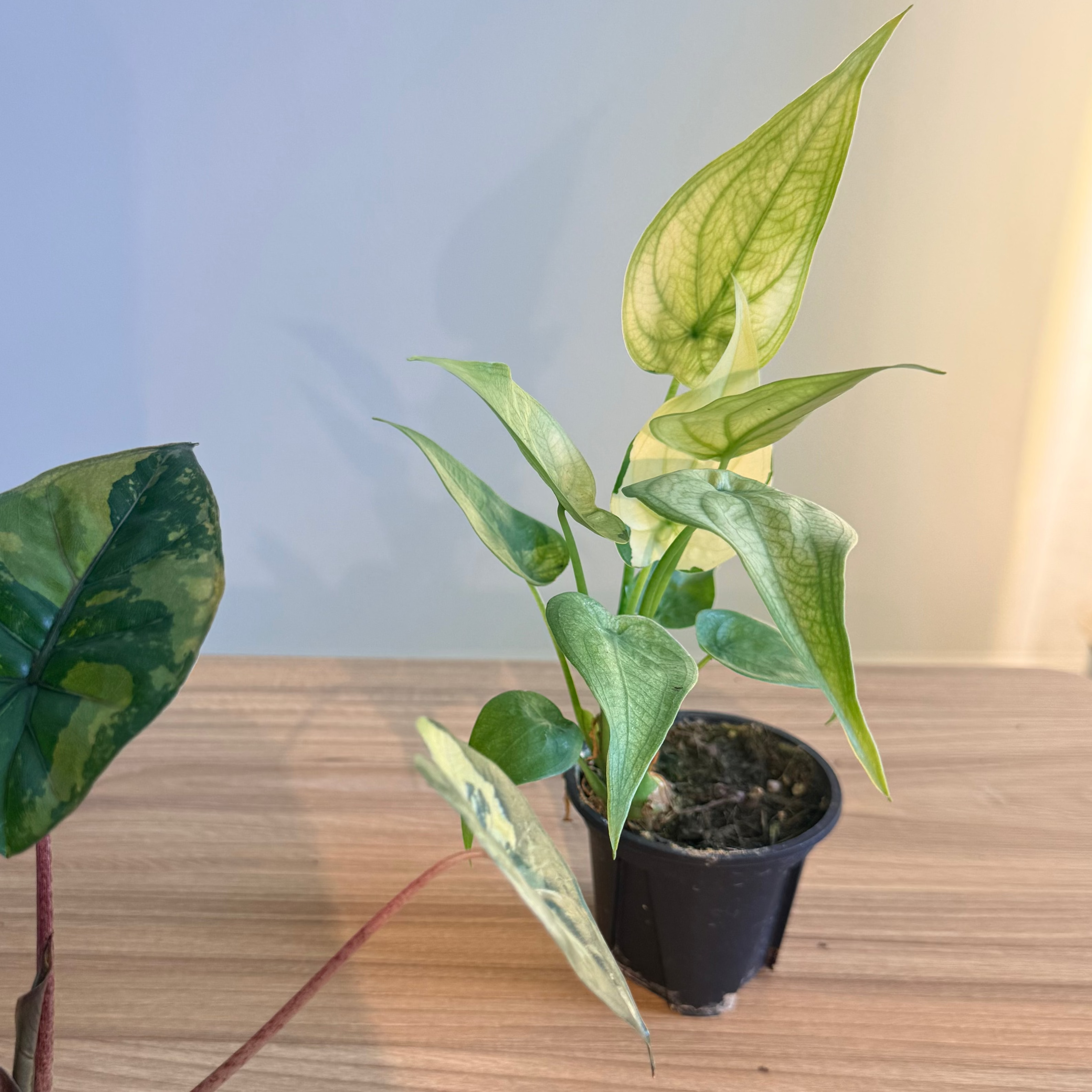 Alocasia Collectors Bundle