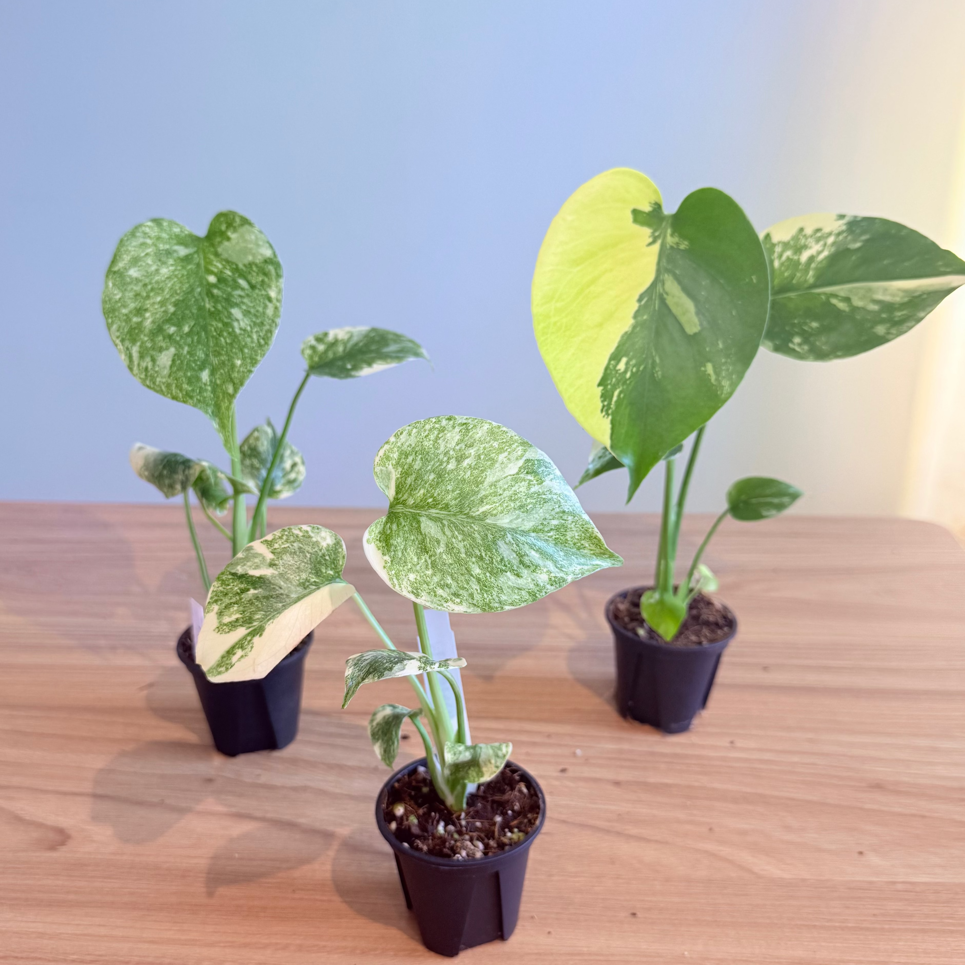 Rare Monstera Collectors Bundle