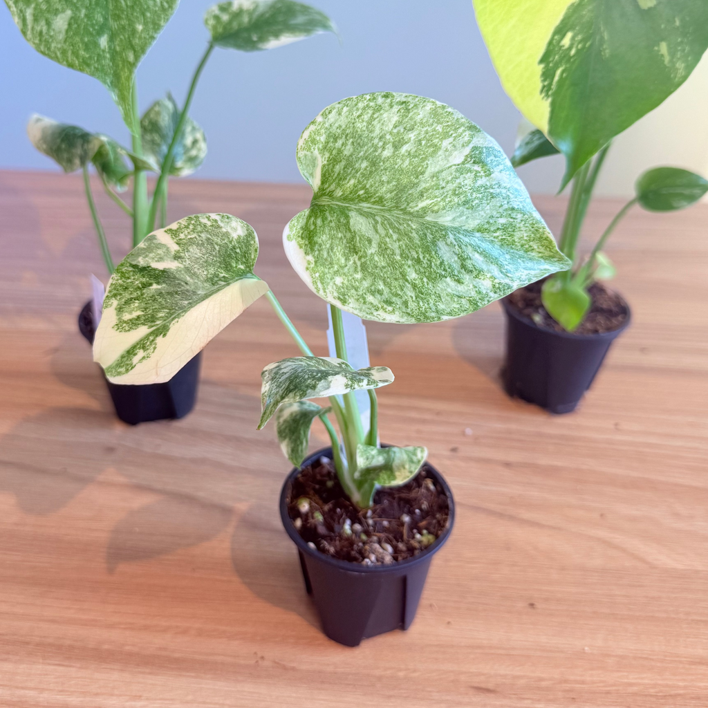 Rare Monstera Collectors Bundle
