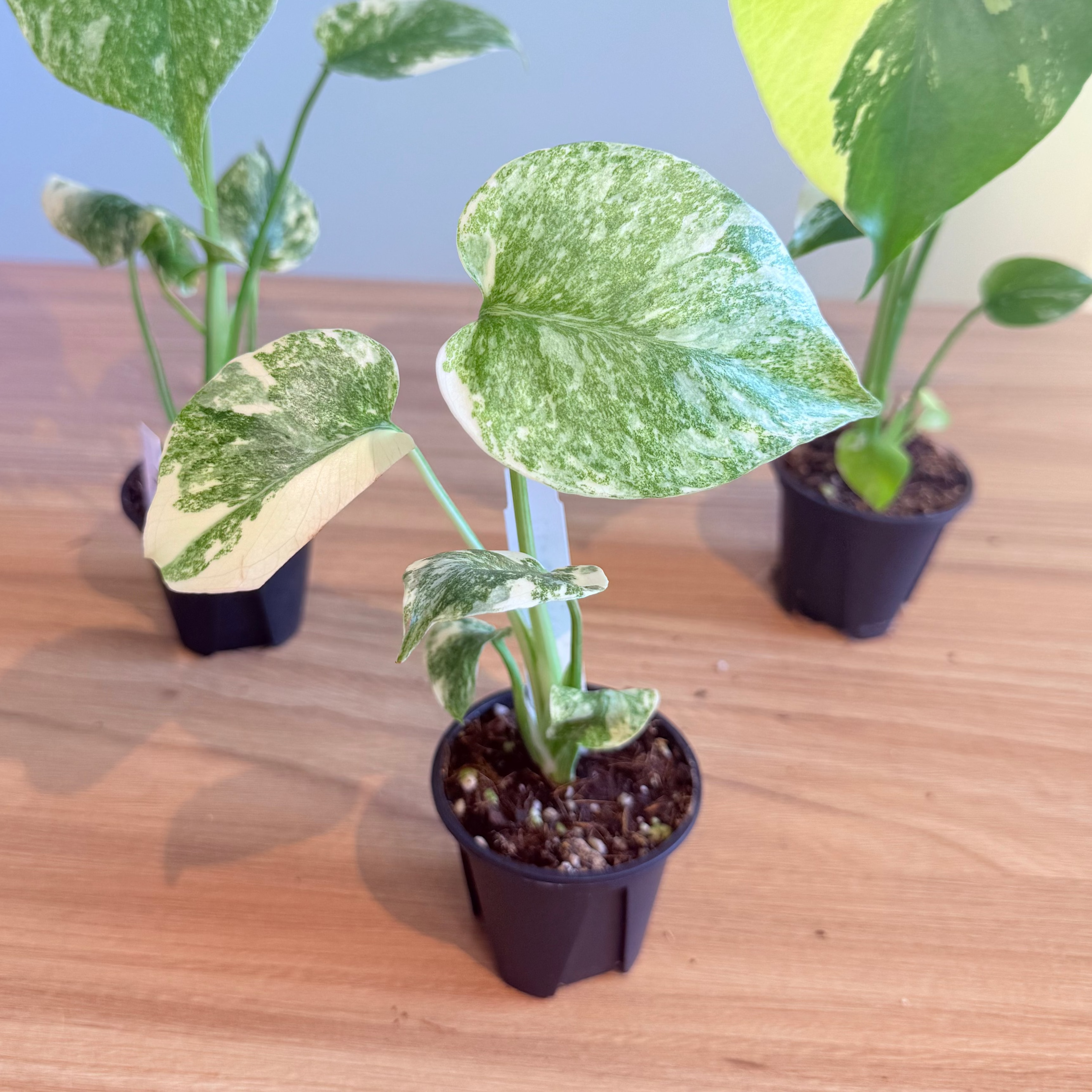 Rare Monstera Collectors Bundle