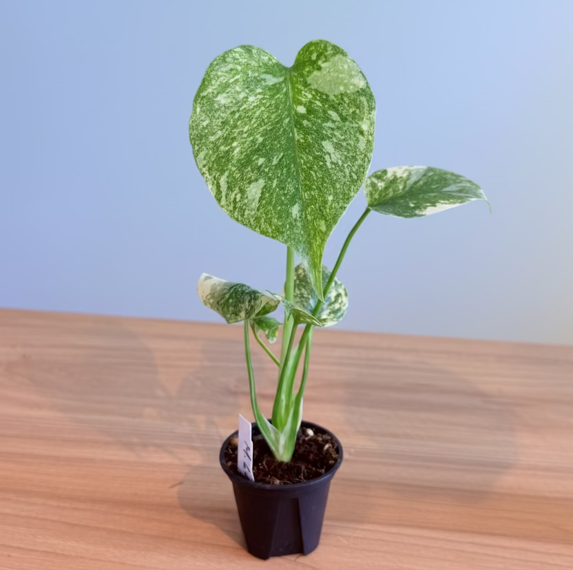 Rare Monstera Collectors Bundle