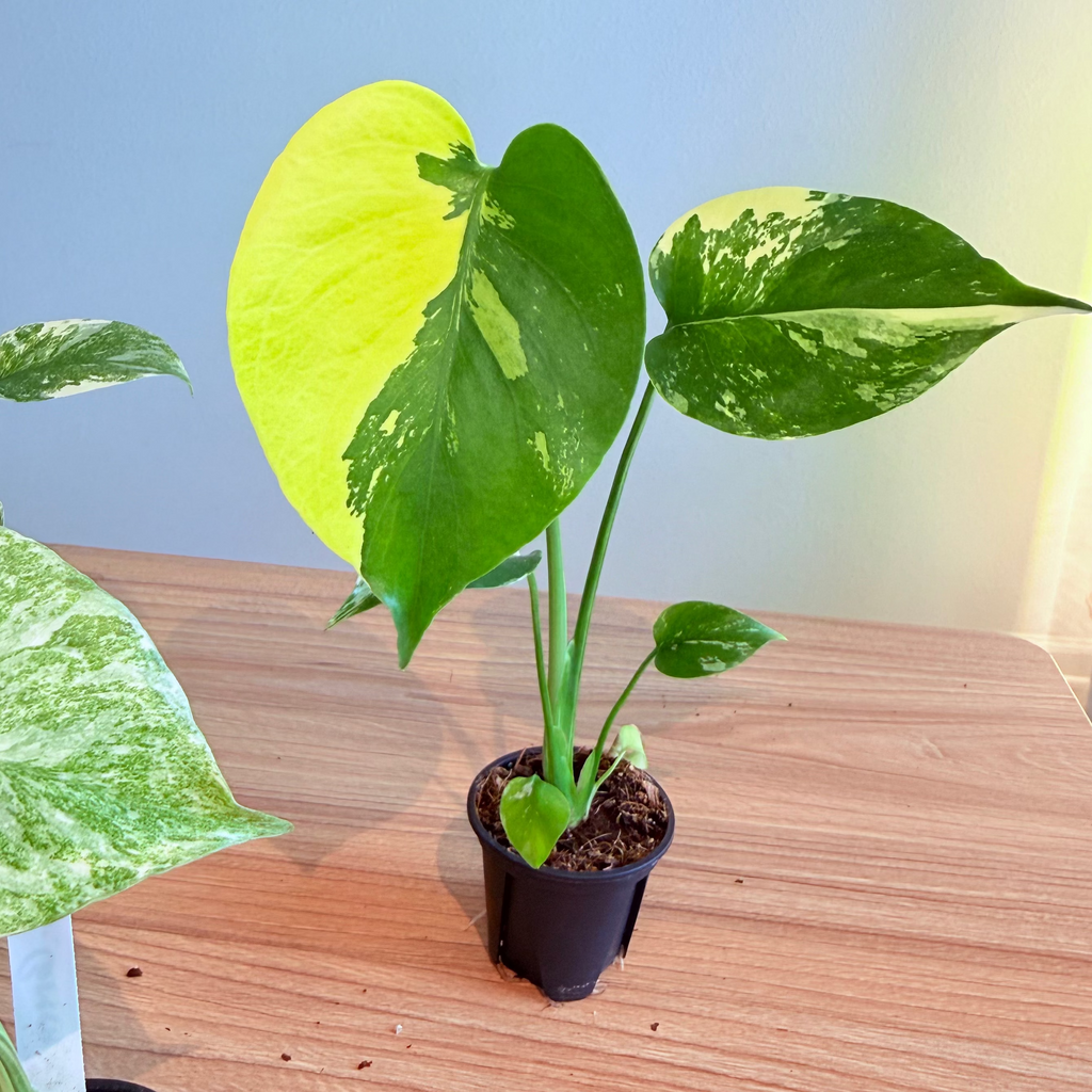 Rare Monstera Collectors Bundle