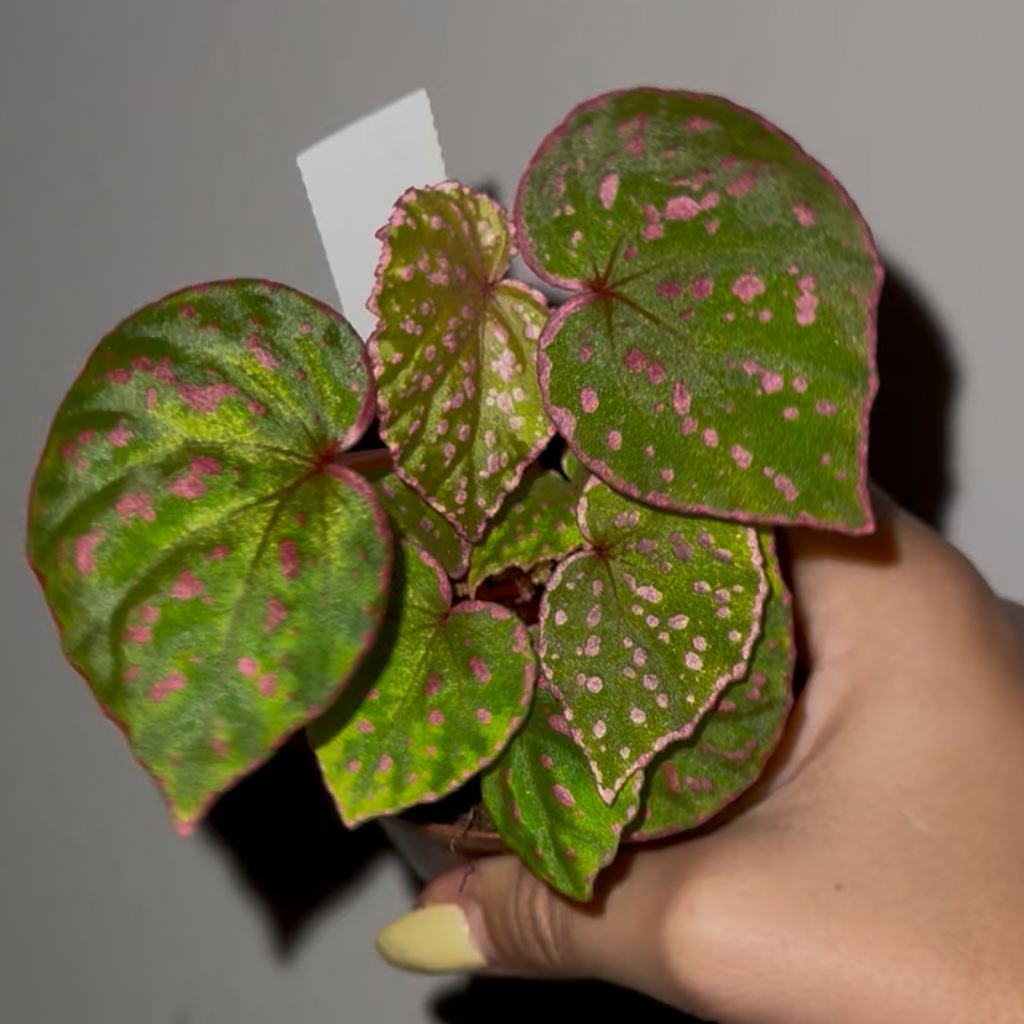 Begonia Roseopunctata 3” Rare