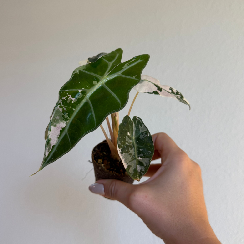 Alocasia Amazonica Polly Pink 2”
