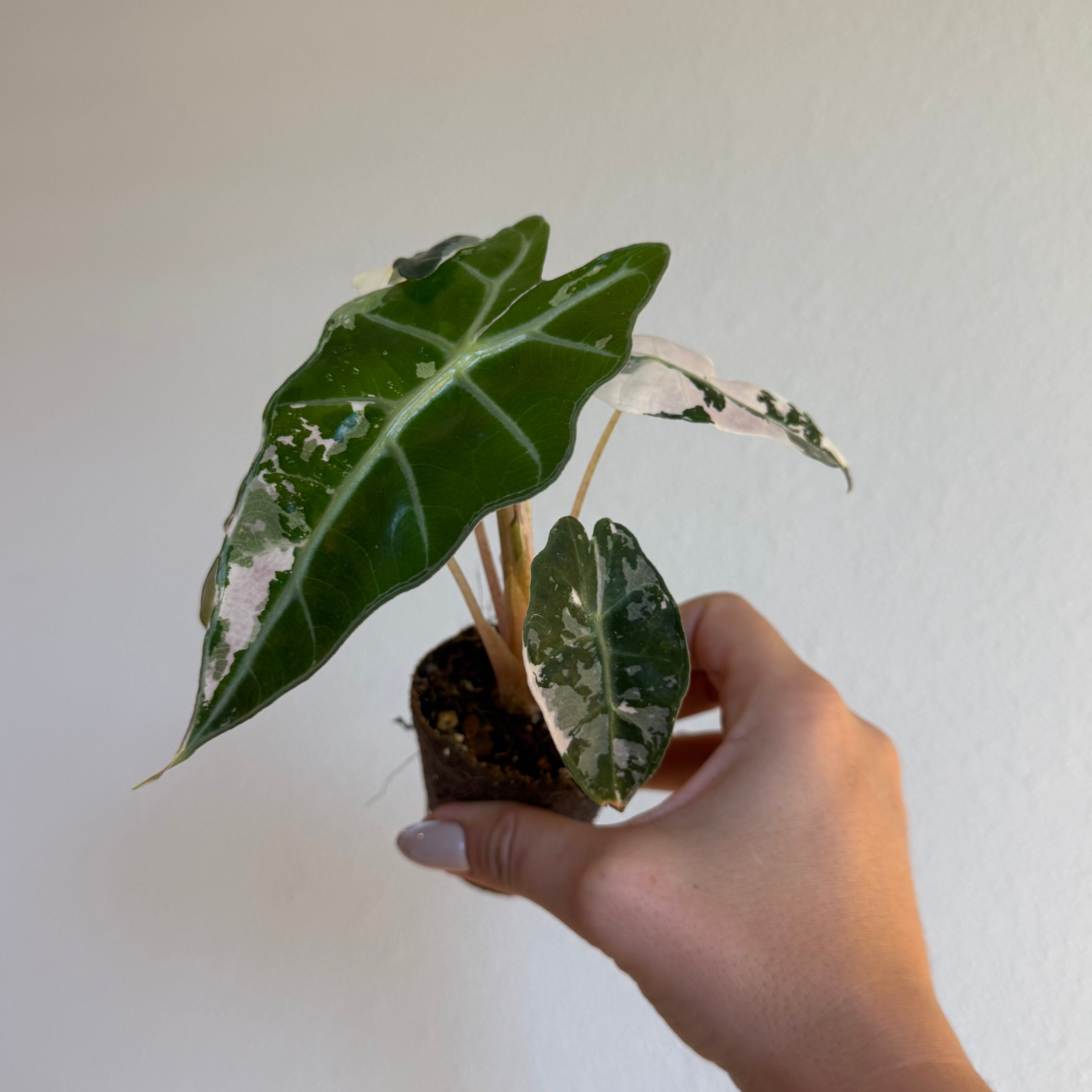 Alocasia Amazonica Polly Pink 2”