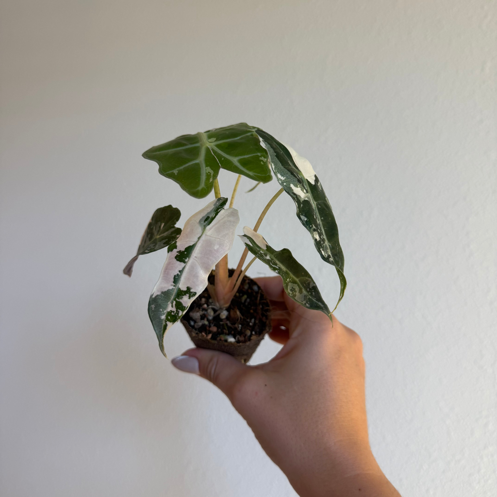 Alocasia Amazonica Polly Pink 2”