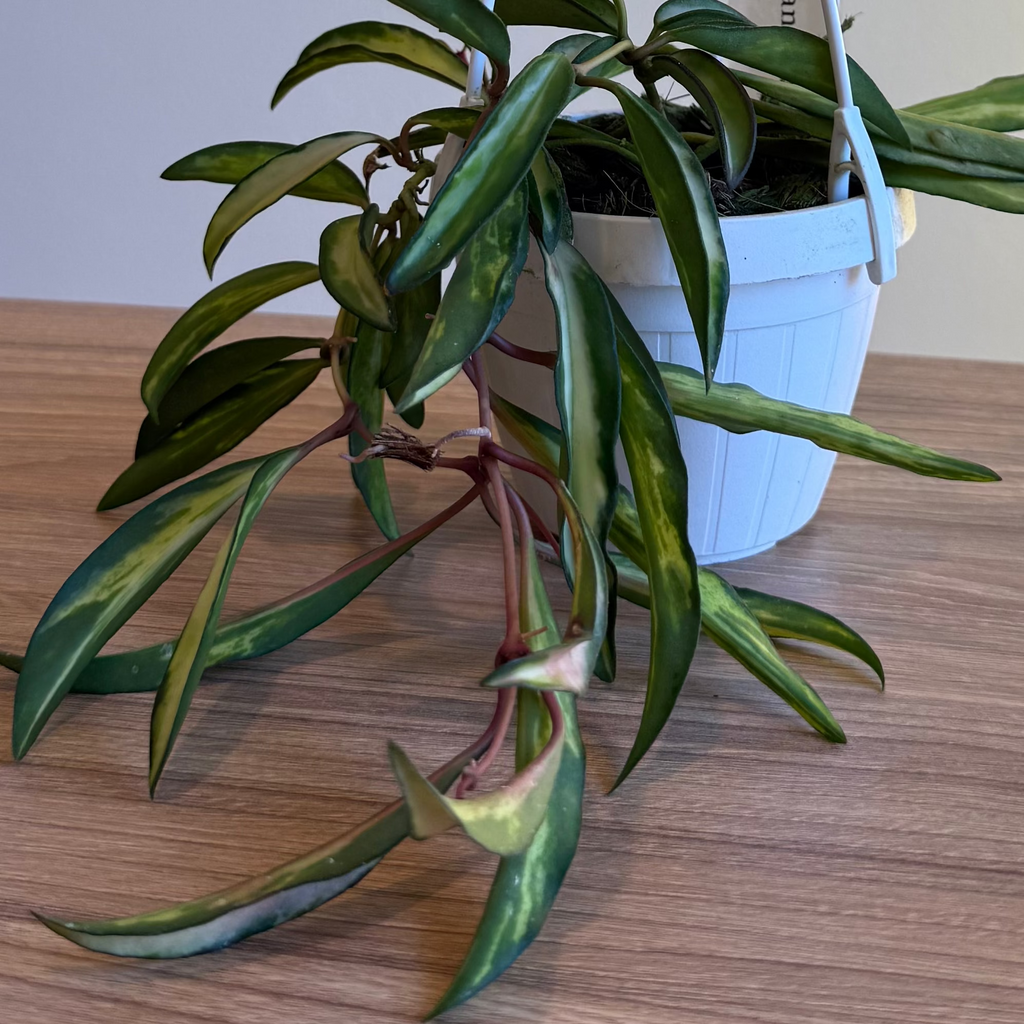 Hoya Kentiana Variegated 3.5” HB