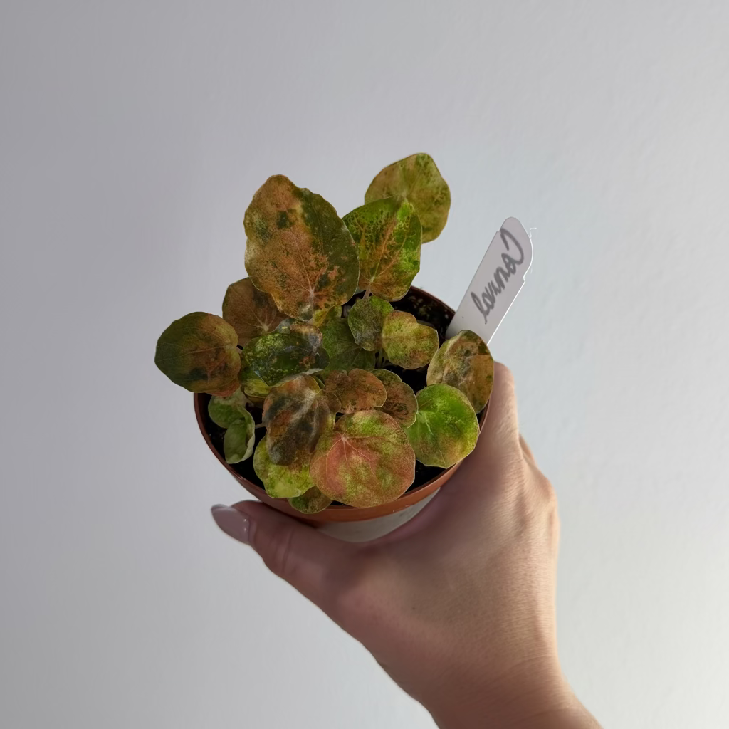 Peperomia Carnival