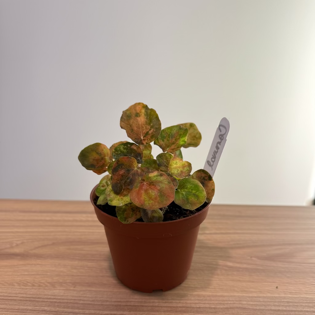 Peperomia Carnival