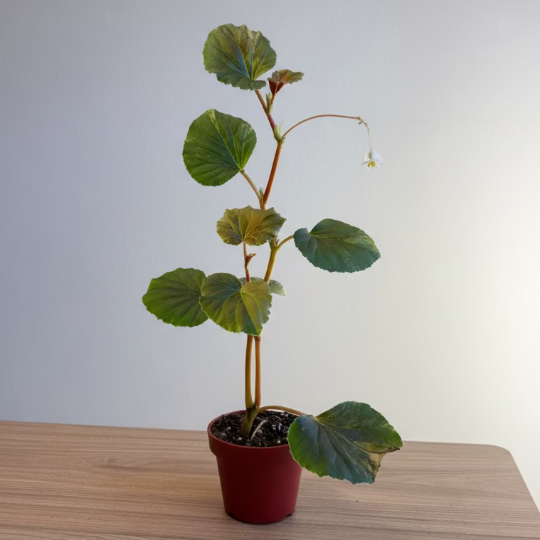 Begonia cucullata Variegated 3.5”