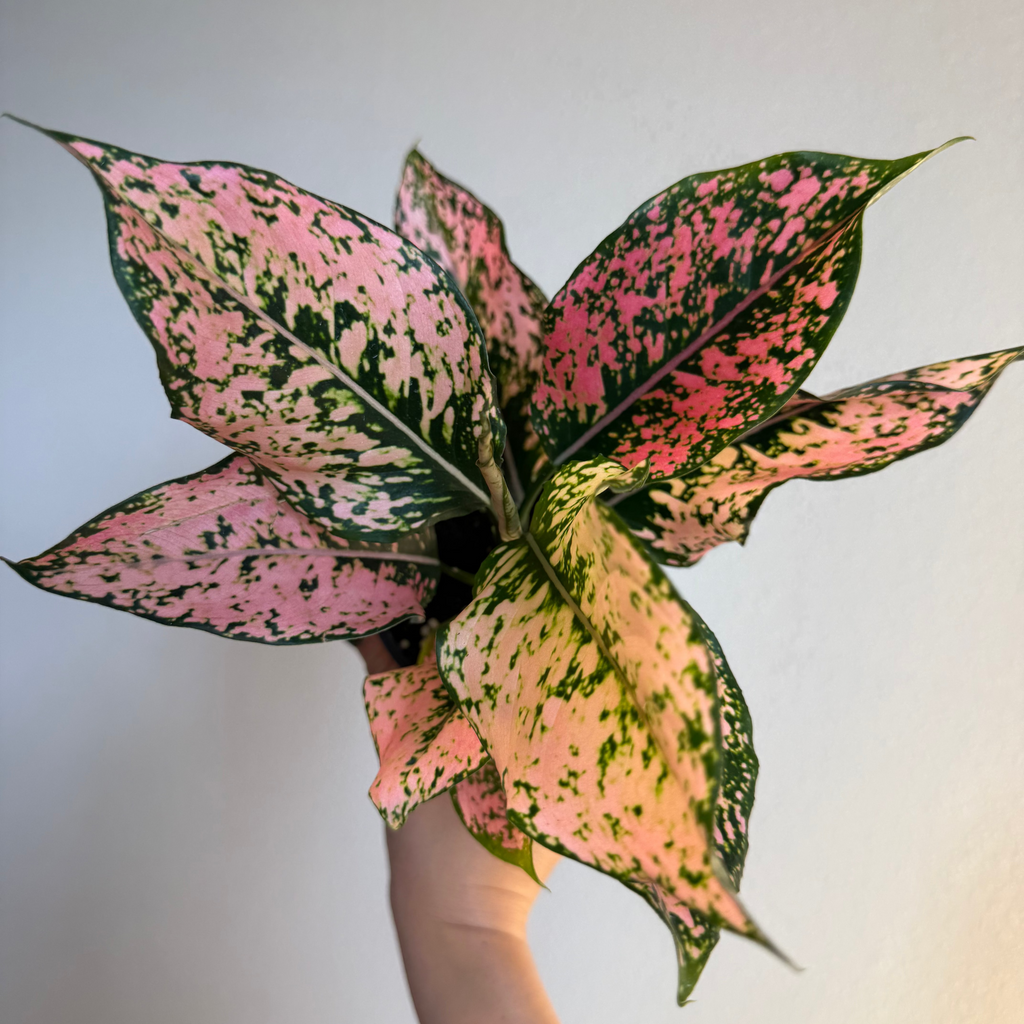 Aglaonema Collection - 3 plant Bundle