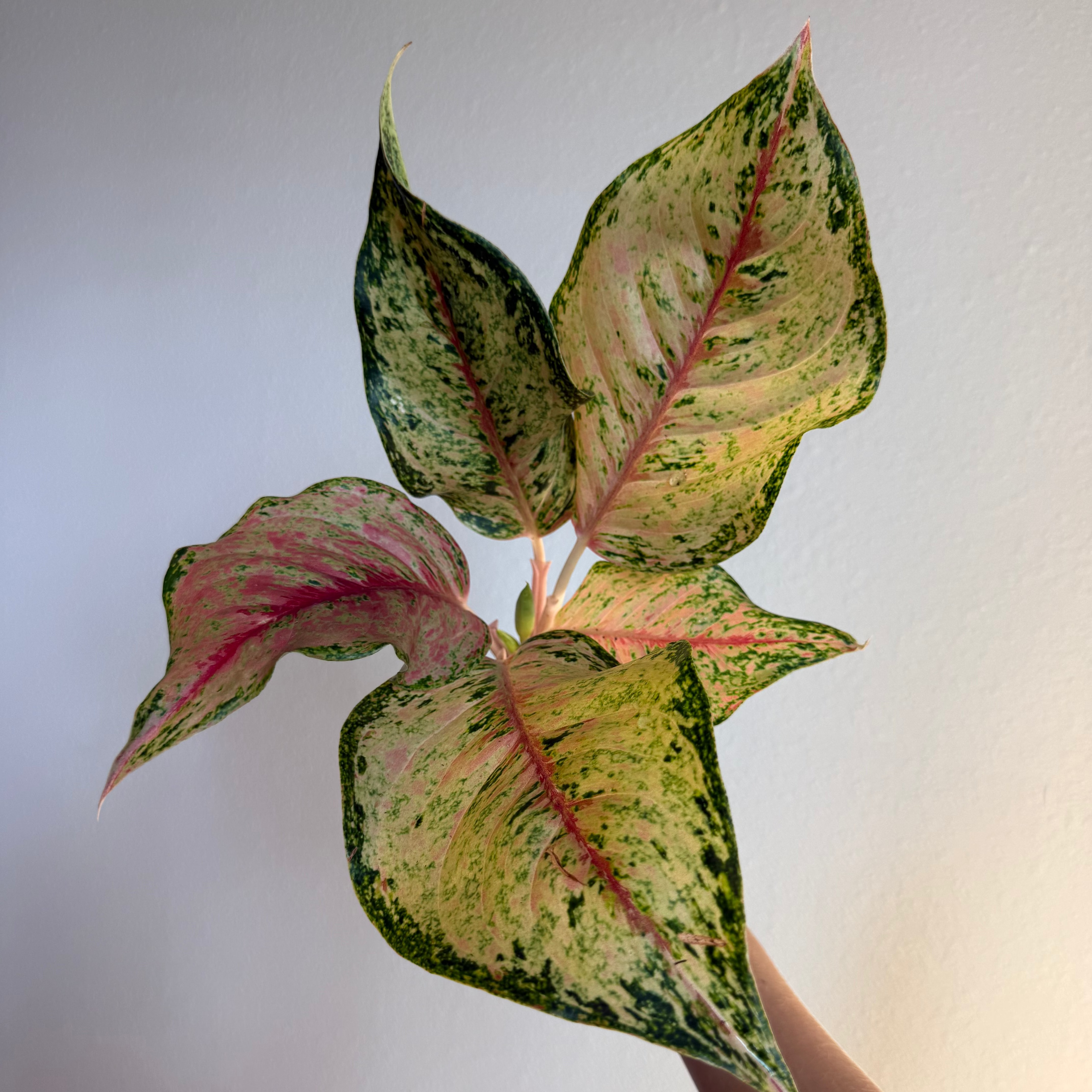 Aglaonema Collection - 3 plant Bundle