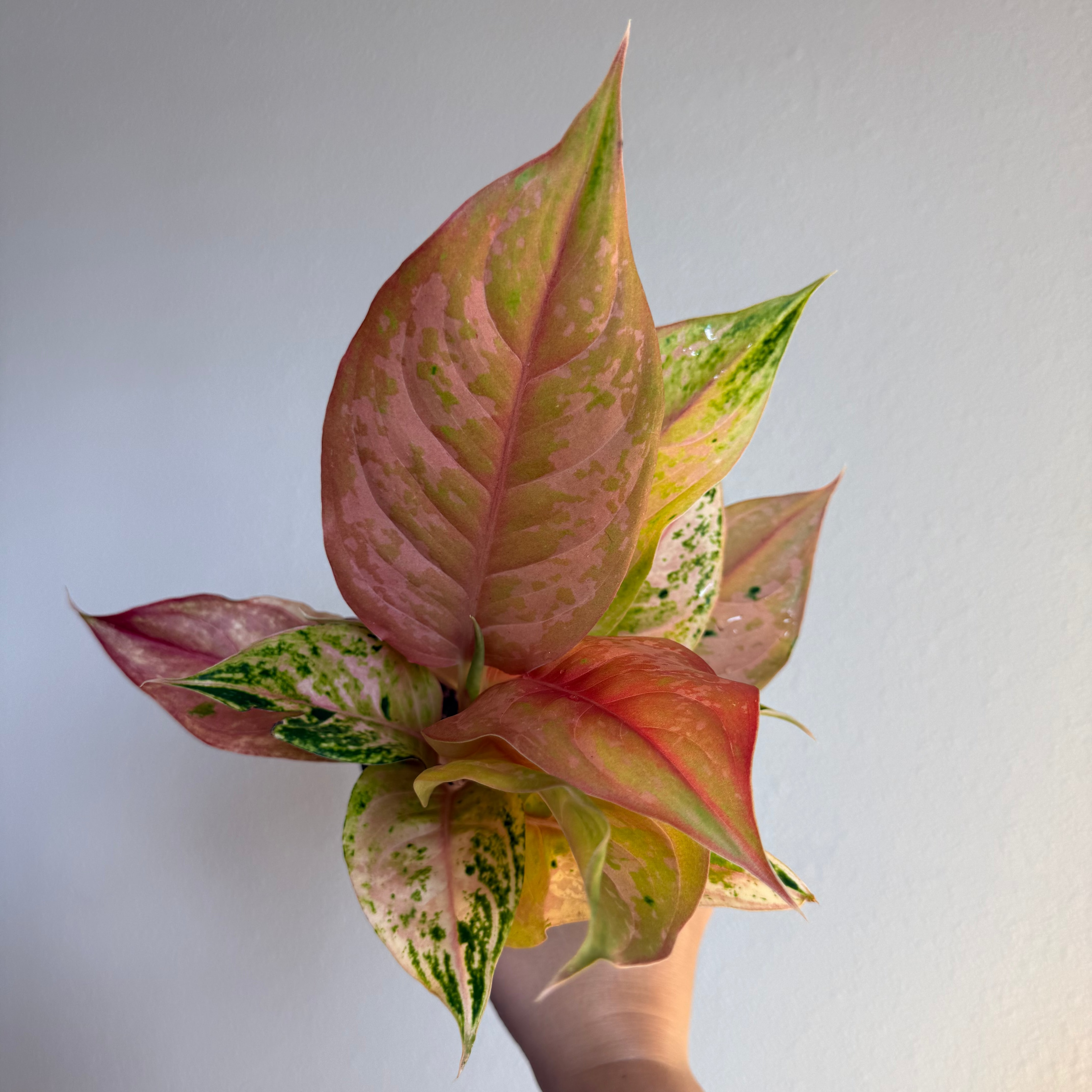 Aglaonema Collection - 3 plant Bundle