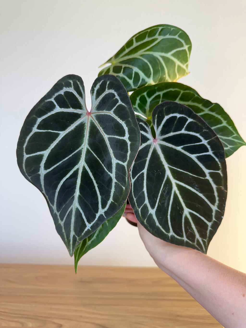 Anthurium RC X Dorayaki